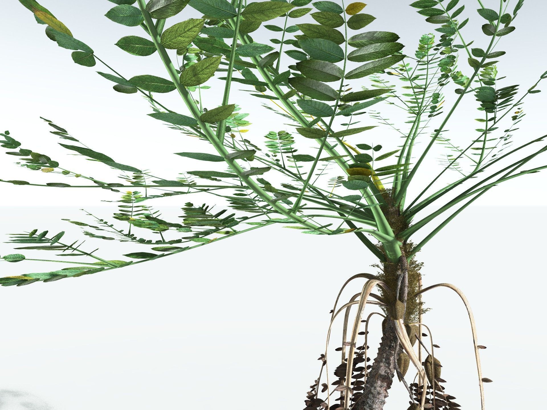 EVERYPlant Medullosa Noei 3D model_1