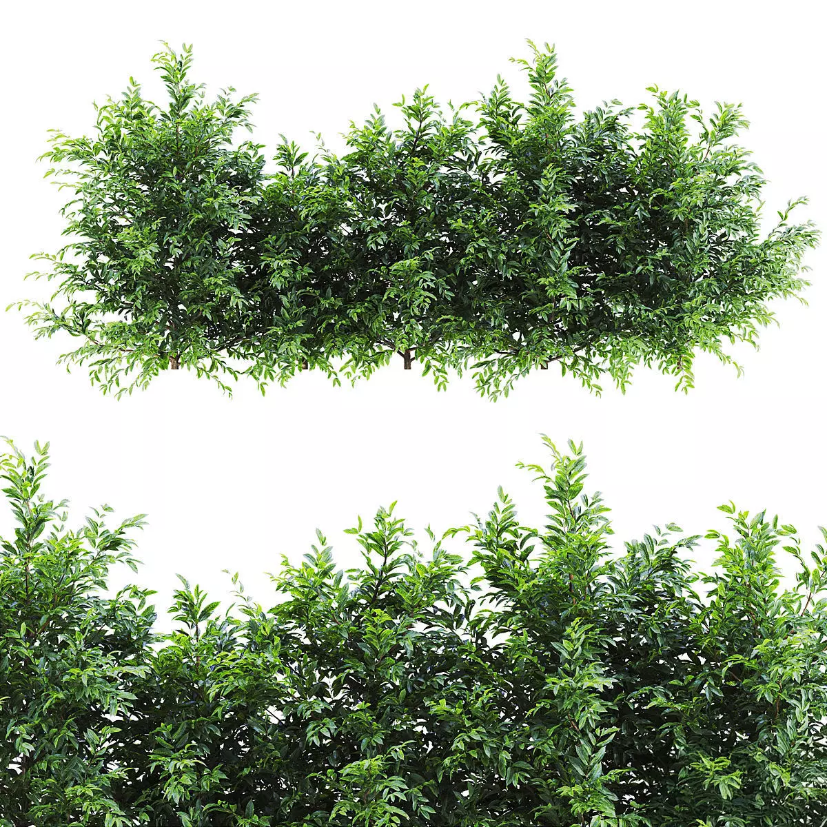 Plants set 151 3D model