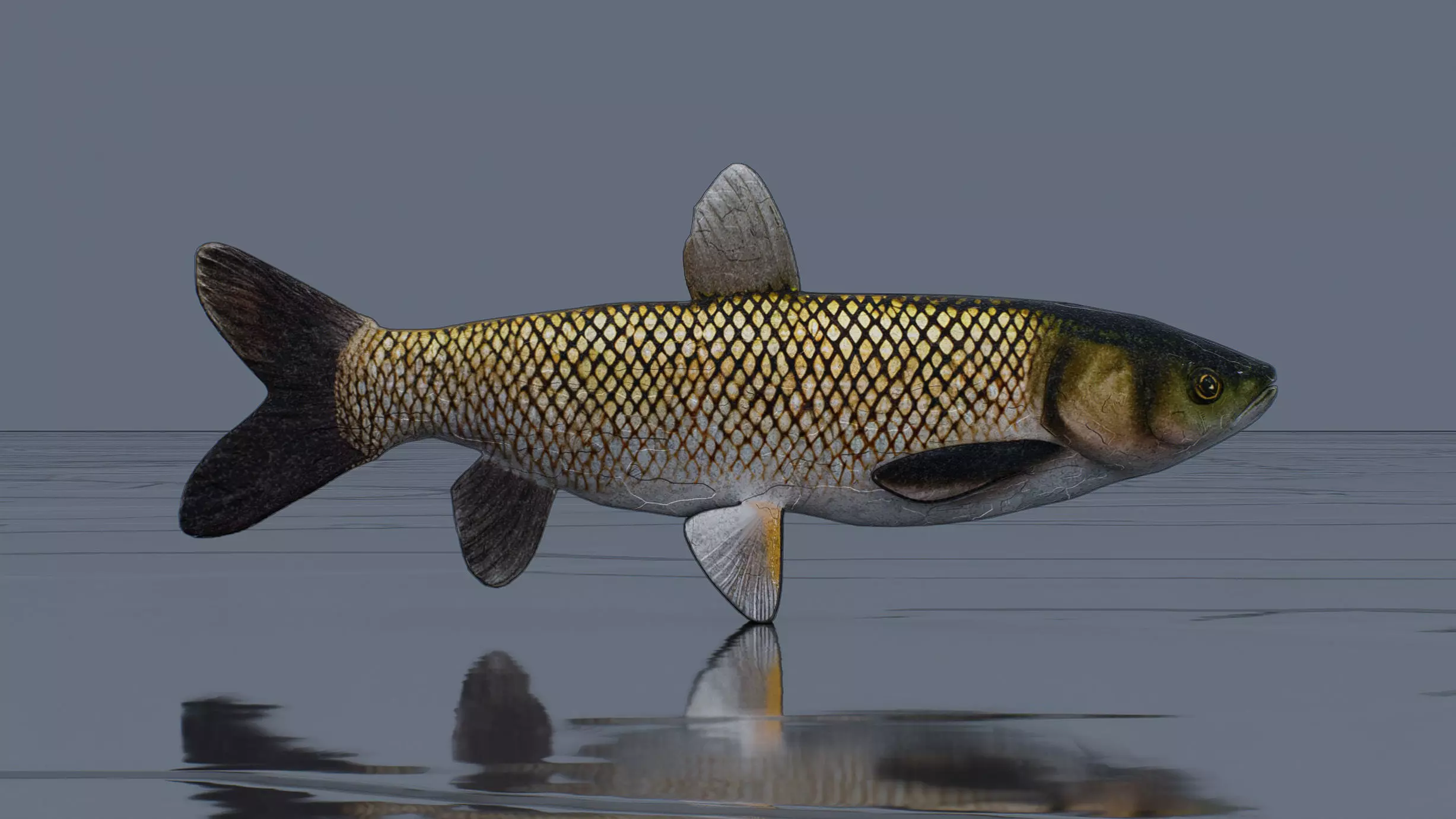 Grass Carp fish Low-poly 3D model