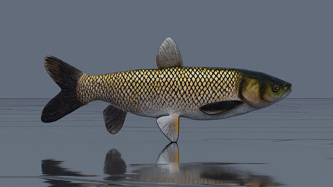 Grass Carp Low-poly 3D model