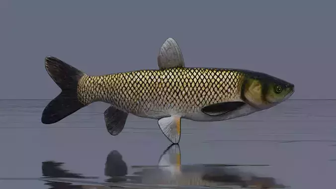 Grass Carp