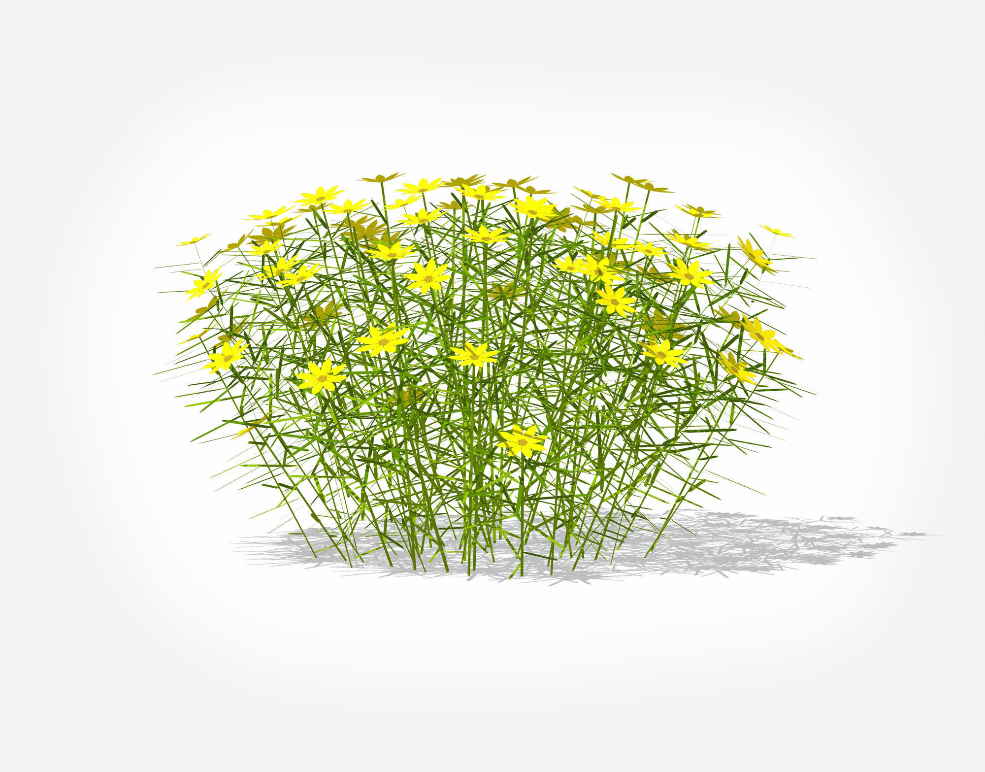 Plant Coreopsis Tickseed Low-poly 3D model_5