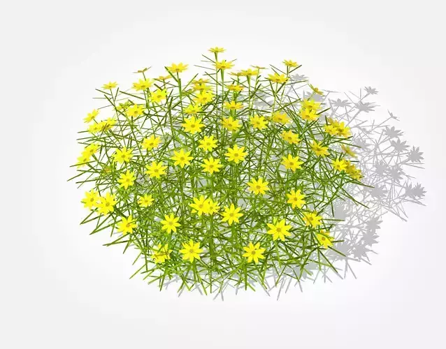 Plant Coreopsis Tickseed Low-poly 3D model Plant Coreopsis Tickseed Low-poly 3D model