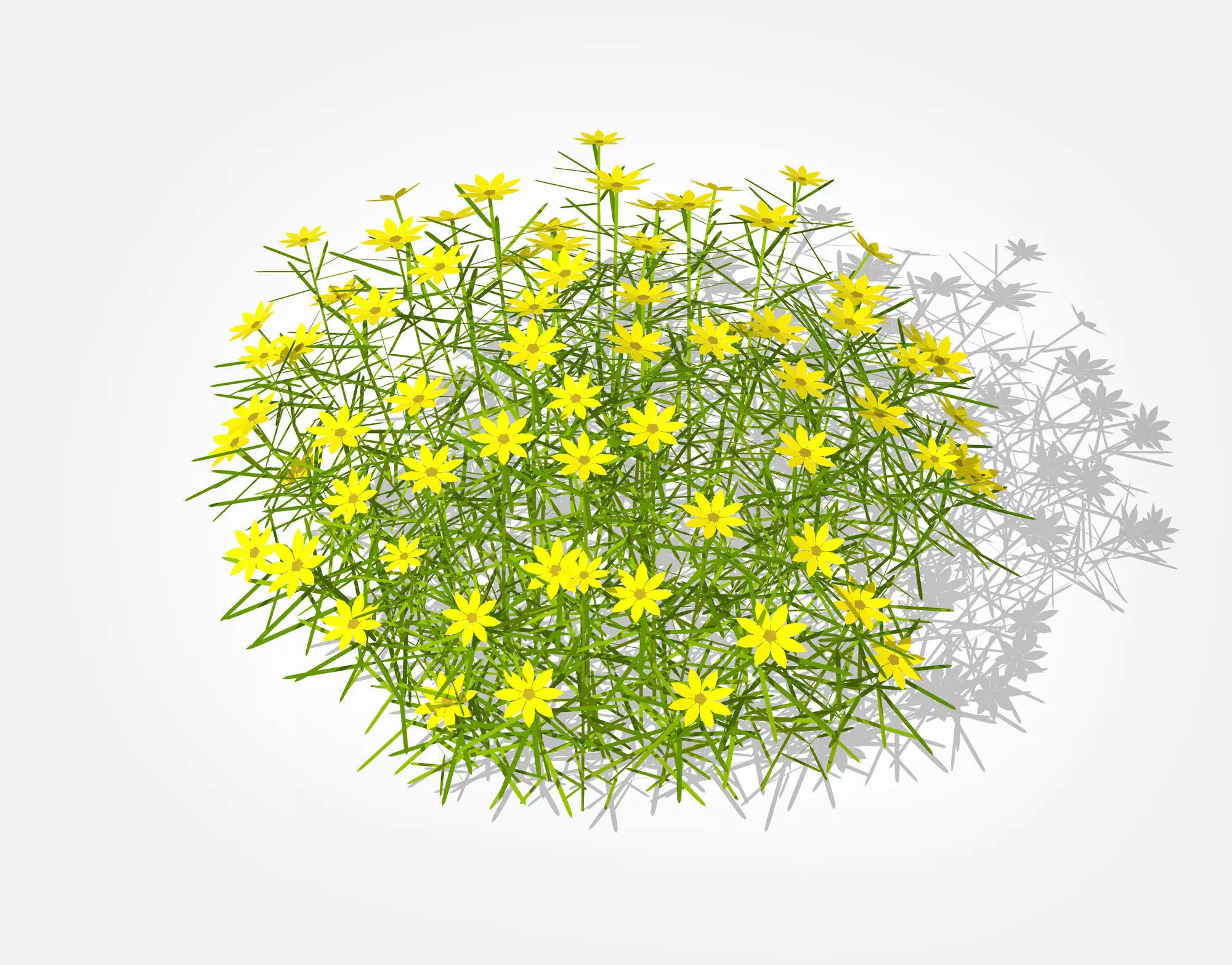 Plant Coreopsis Tickseed Low-poly 3D model_0