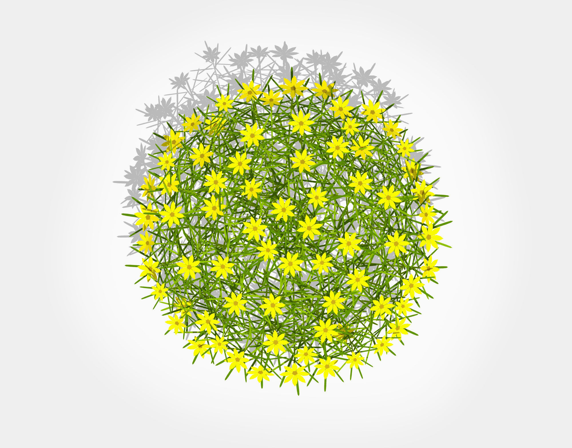 Plant Coreopsis Tickseed Low-poly 3D model_7