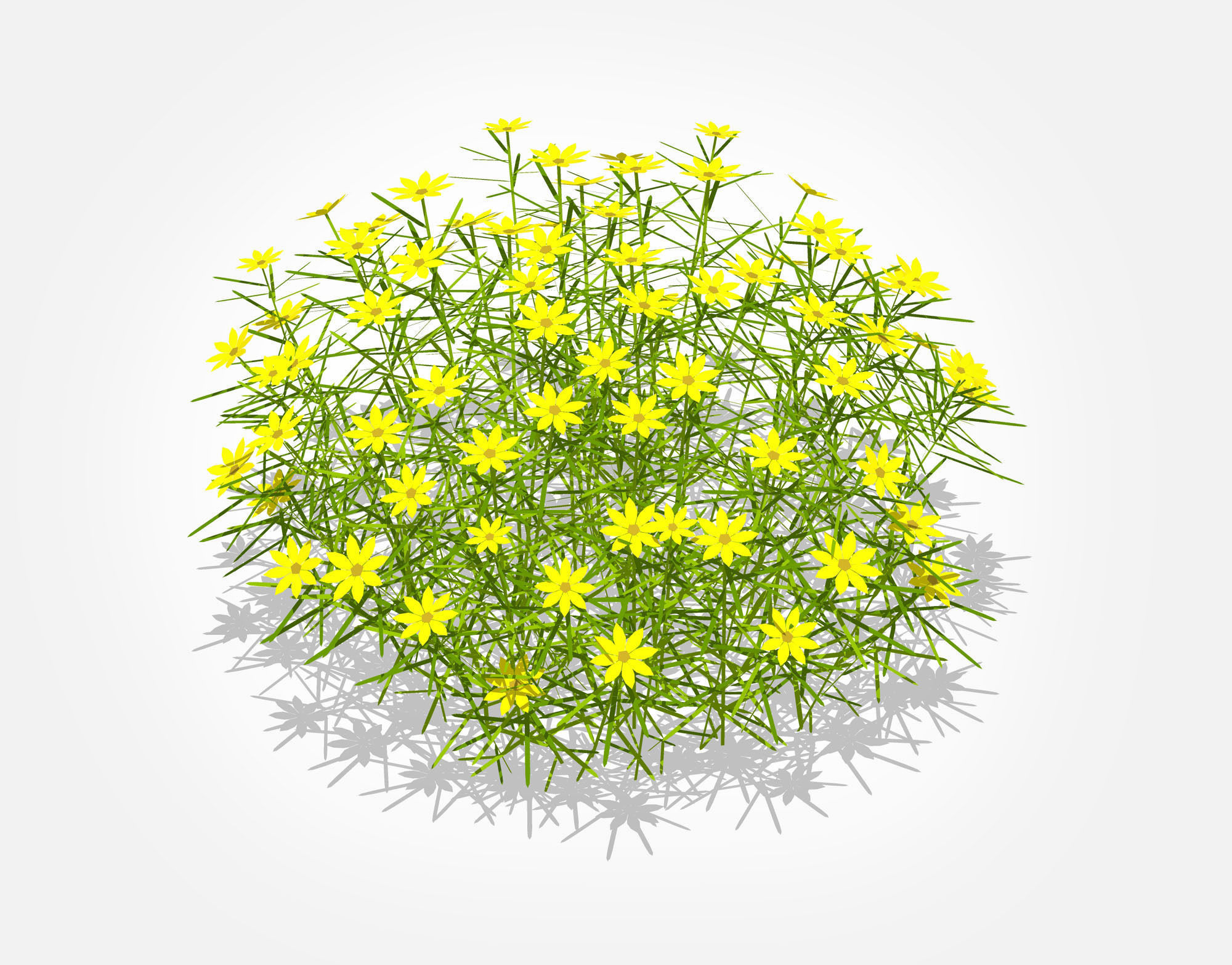 Plant Coreopsis Tickseed Low-poly 3D model_1