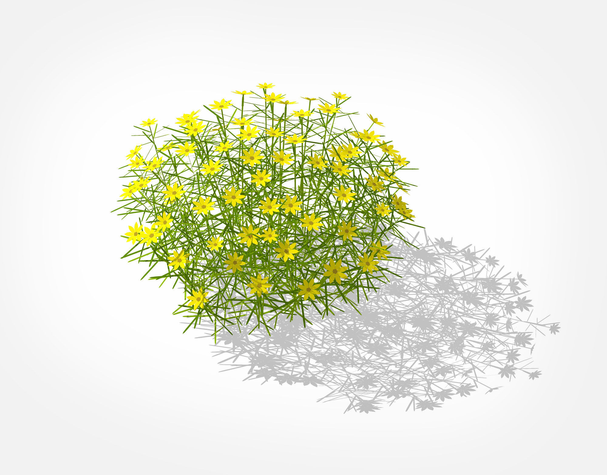 Plant Coreopsis Tickseed Low-poly 3D model_3