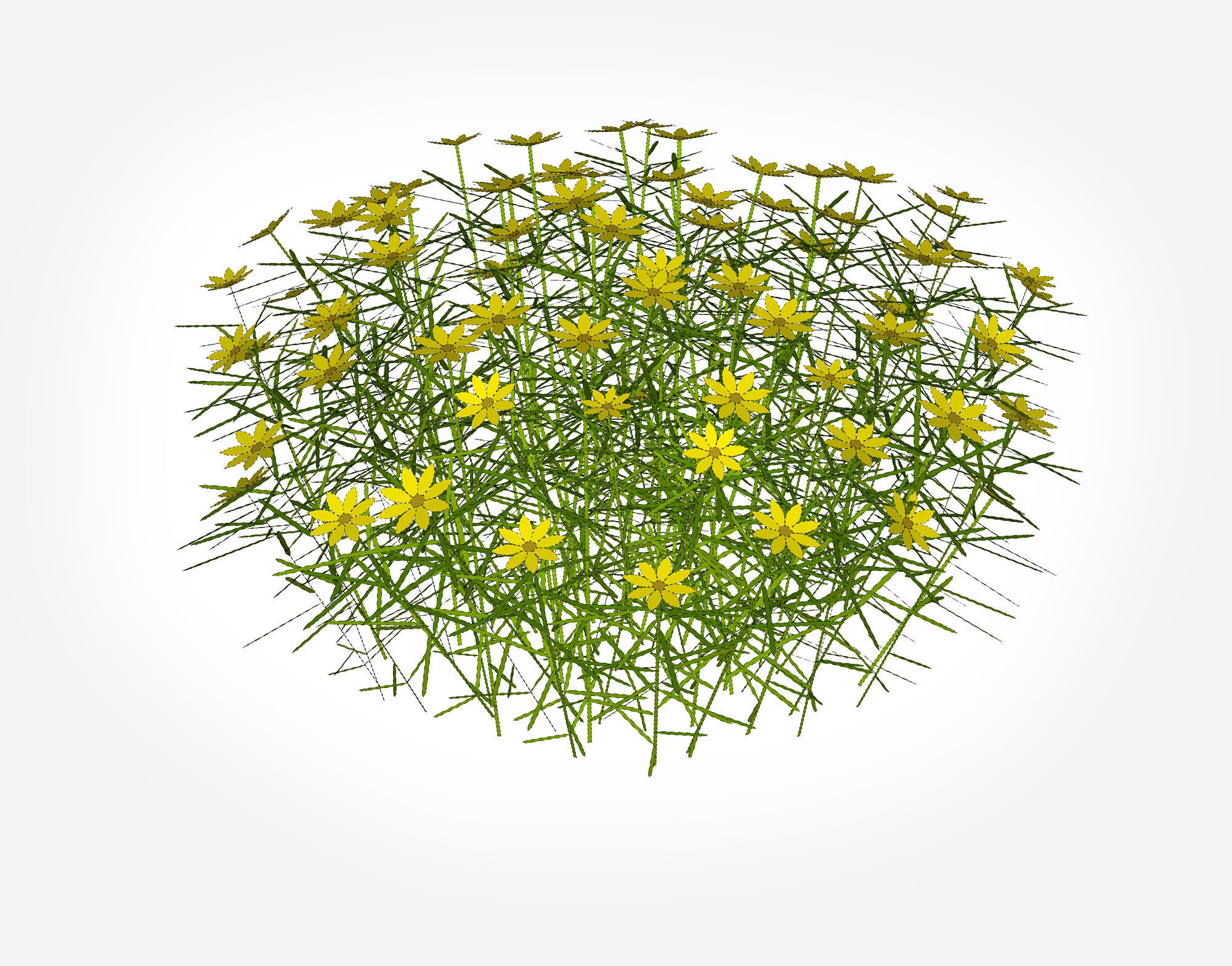 Plant Coreopsis Tickseed Low-poly 3D model_8