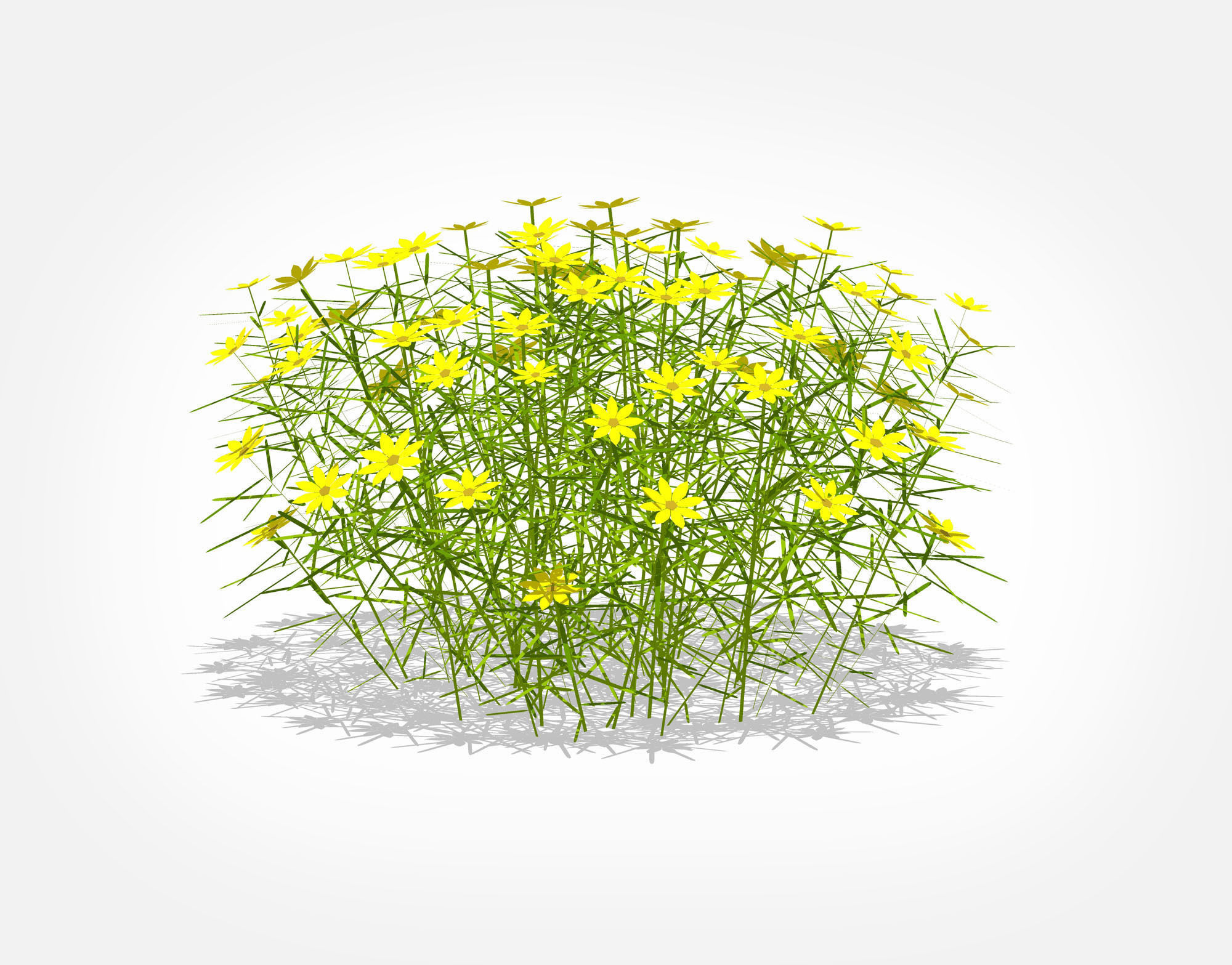 Plant Coreopsis Tickseed Low-poly 3D model_4