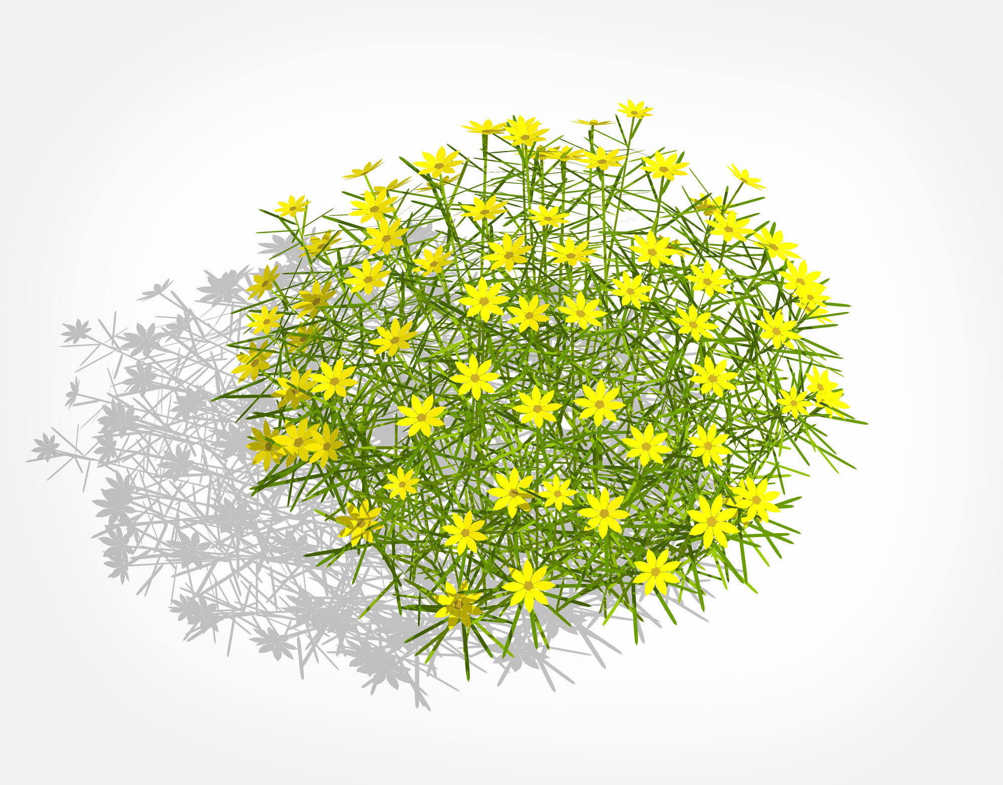 Plant Coreopsis Tickseed Low-poly 3D model_2