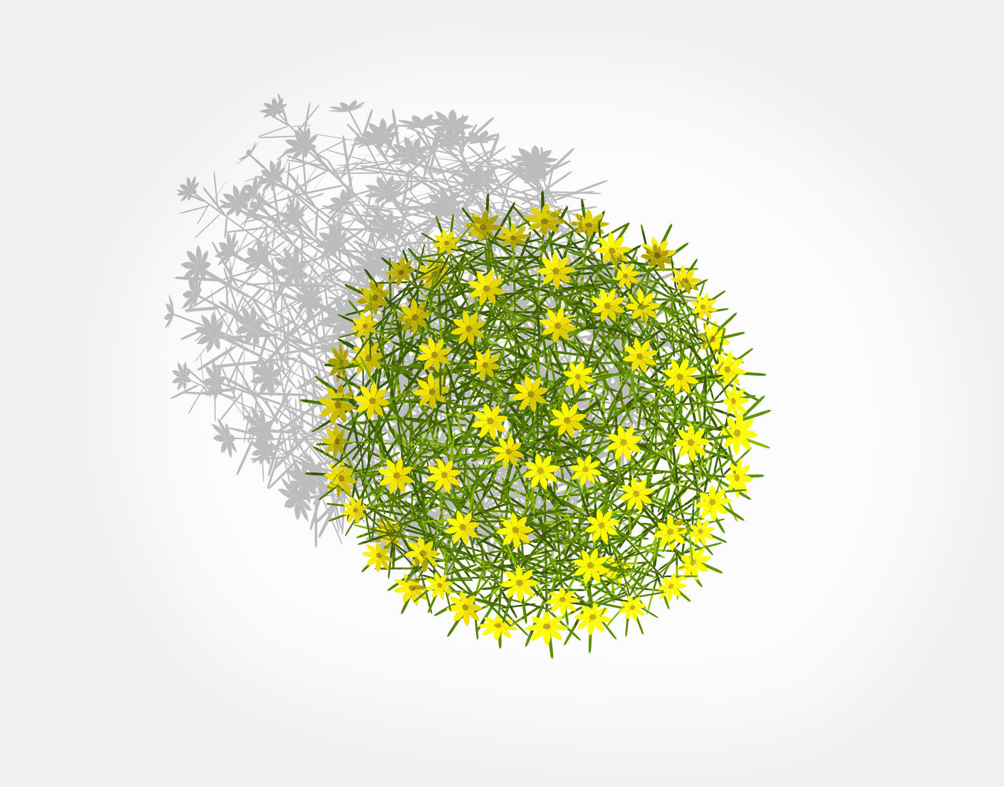 Plant Coreopsis Tickseed Low-poly 3D model_6