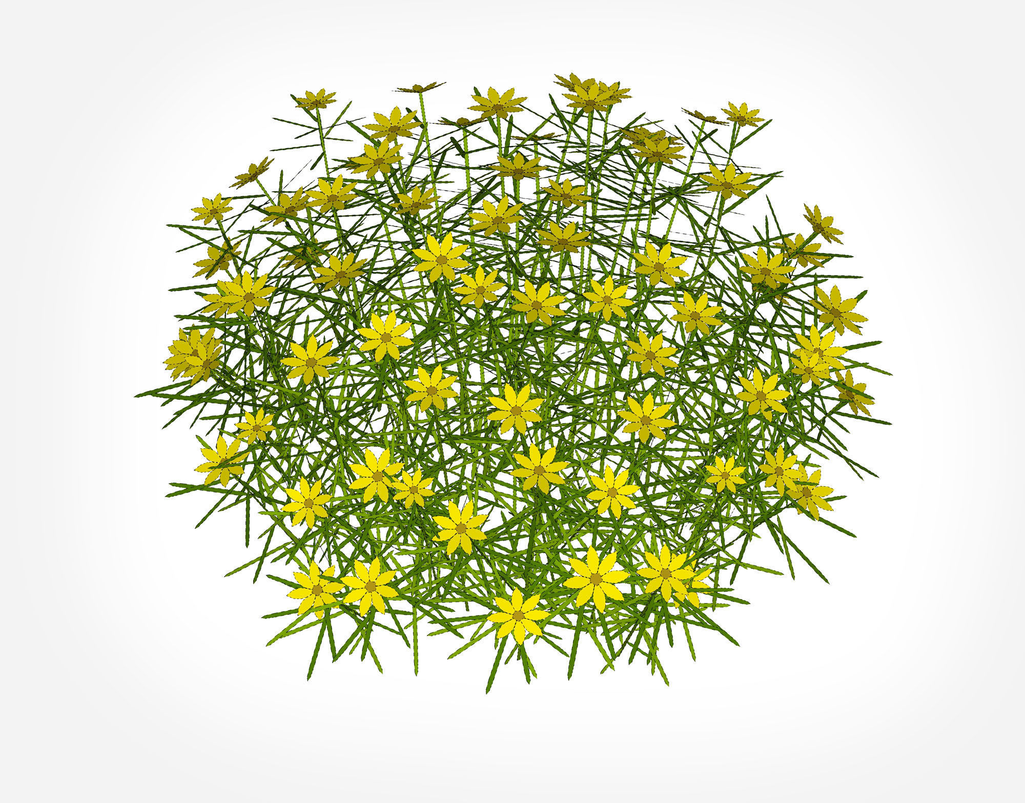 Plant Coreopsis Tickseed Low-poly 3D model_9