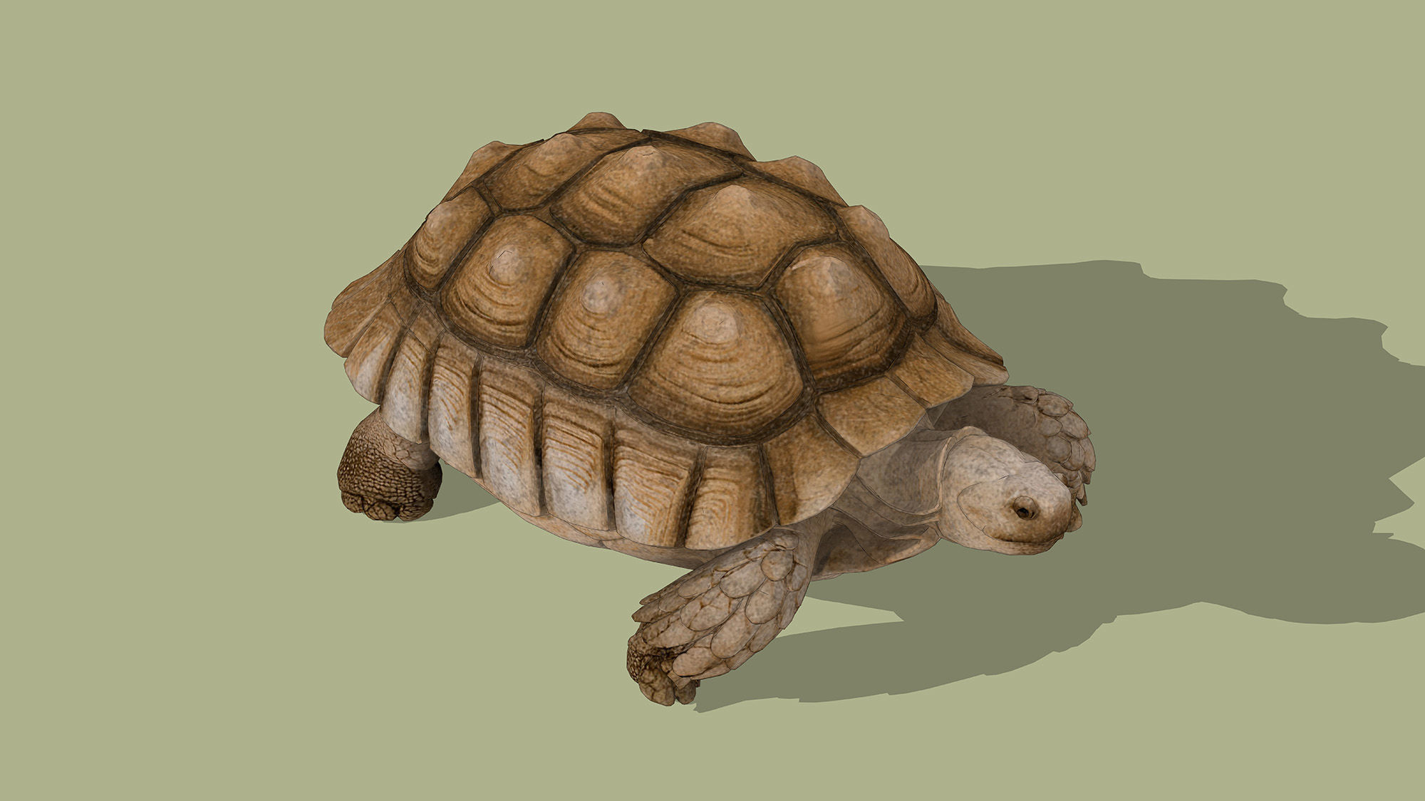 Tortoise Low-poly 3D model_3