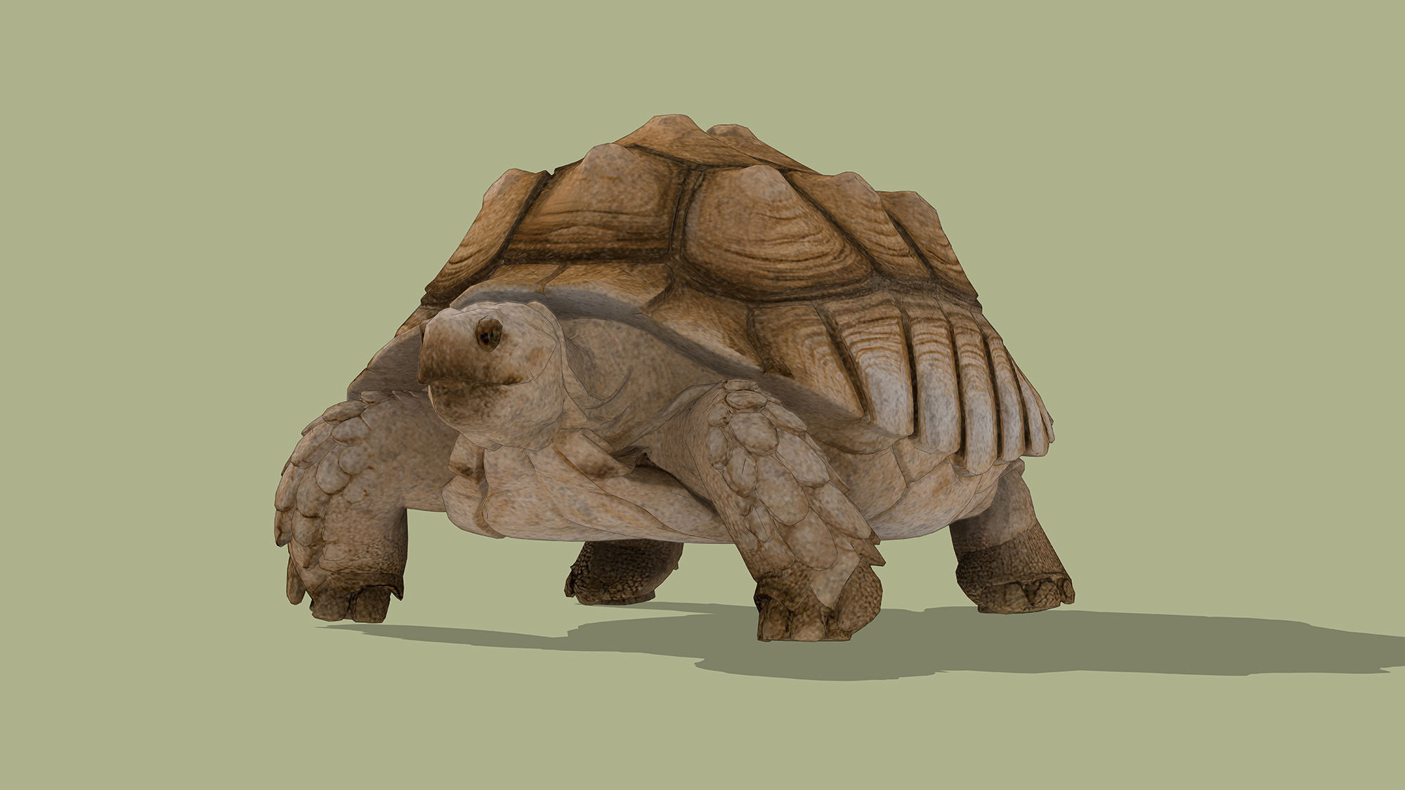 Tortoise Low-poly 3D model_6