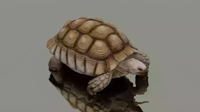 Tortoise