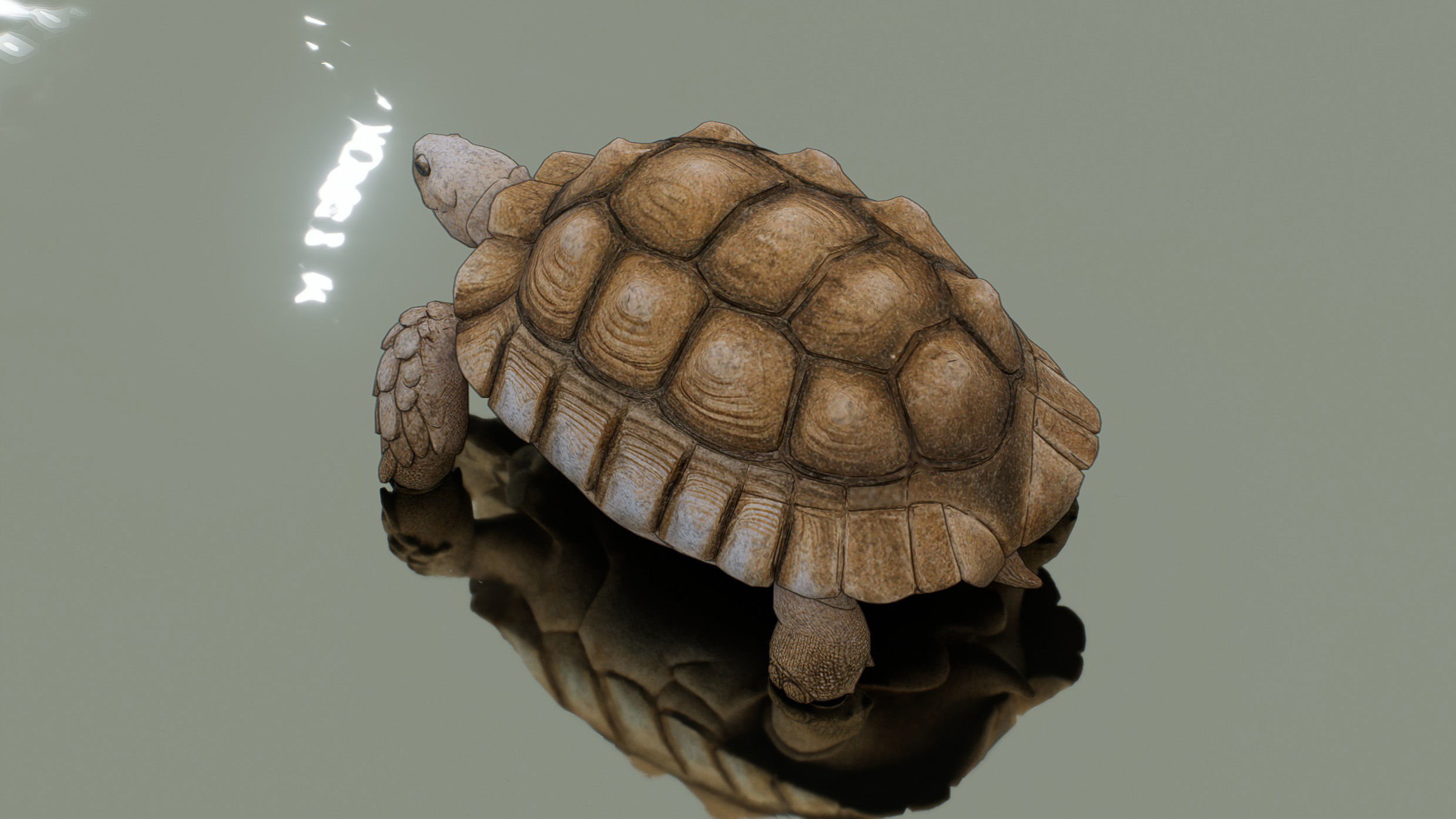 Tortoise Low-poly 3D model_2