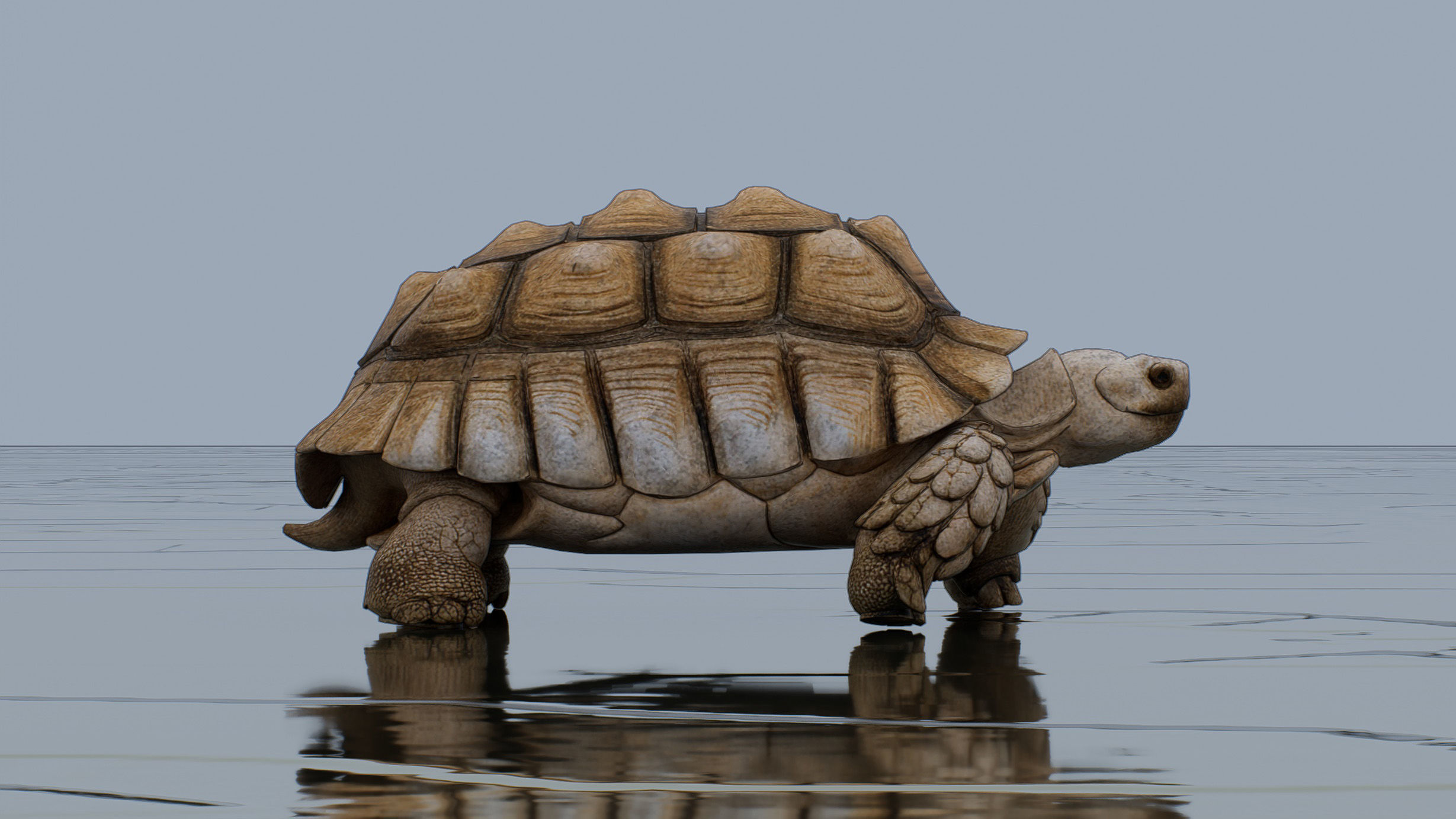 Tortoise Low-poly 3D model_1