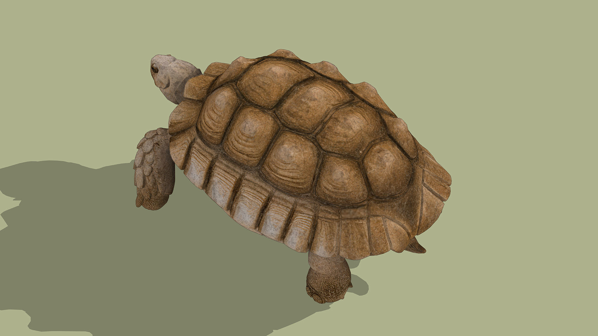Tortoise Low-poly 3D model_4