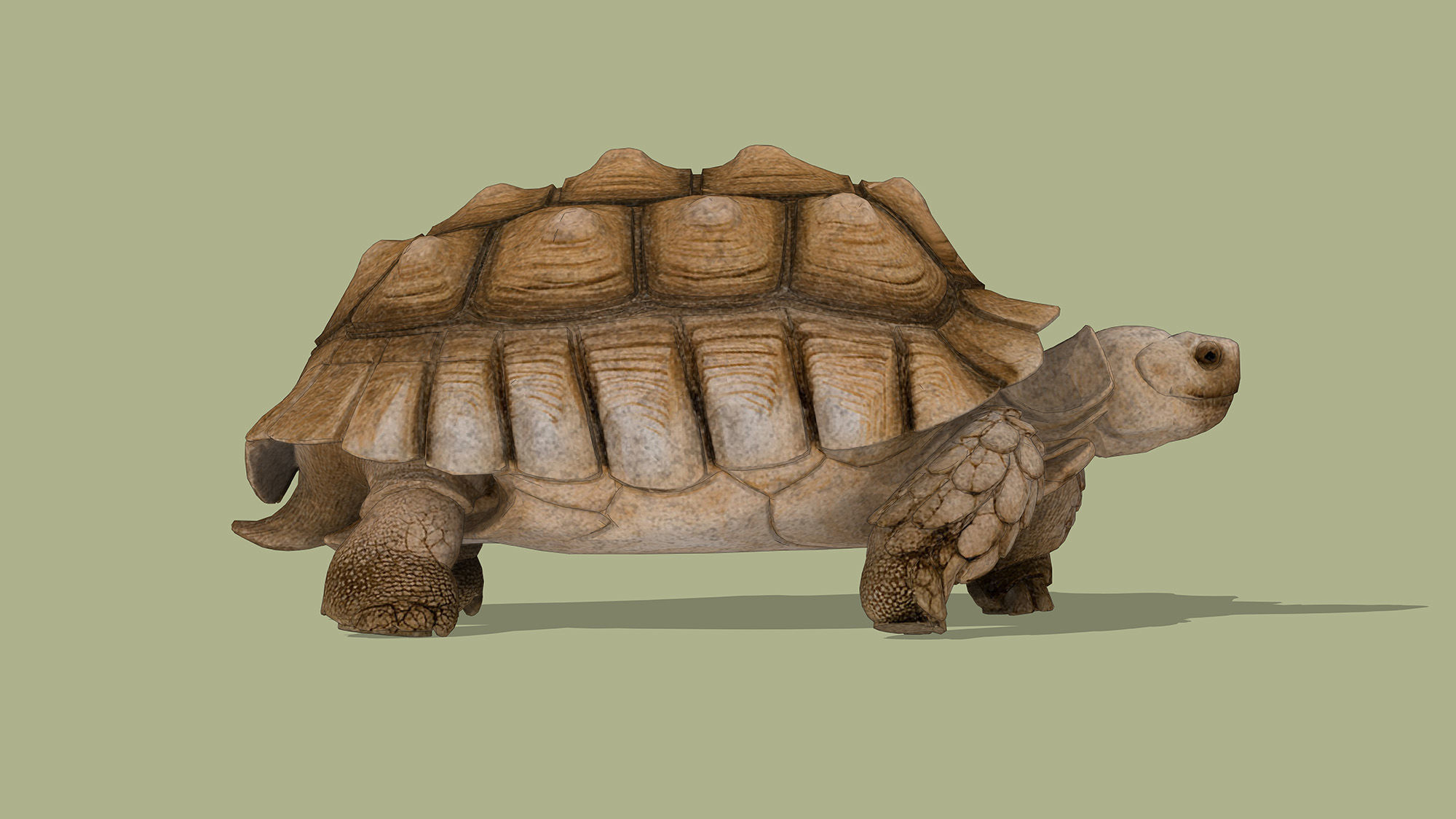 Tortoise Low-poly 3D model_5