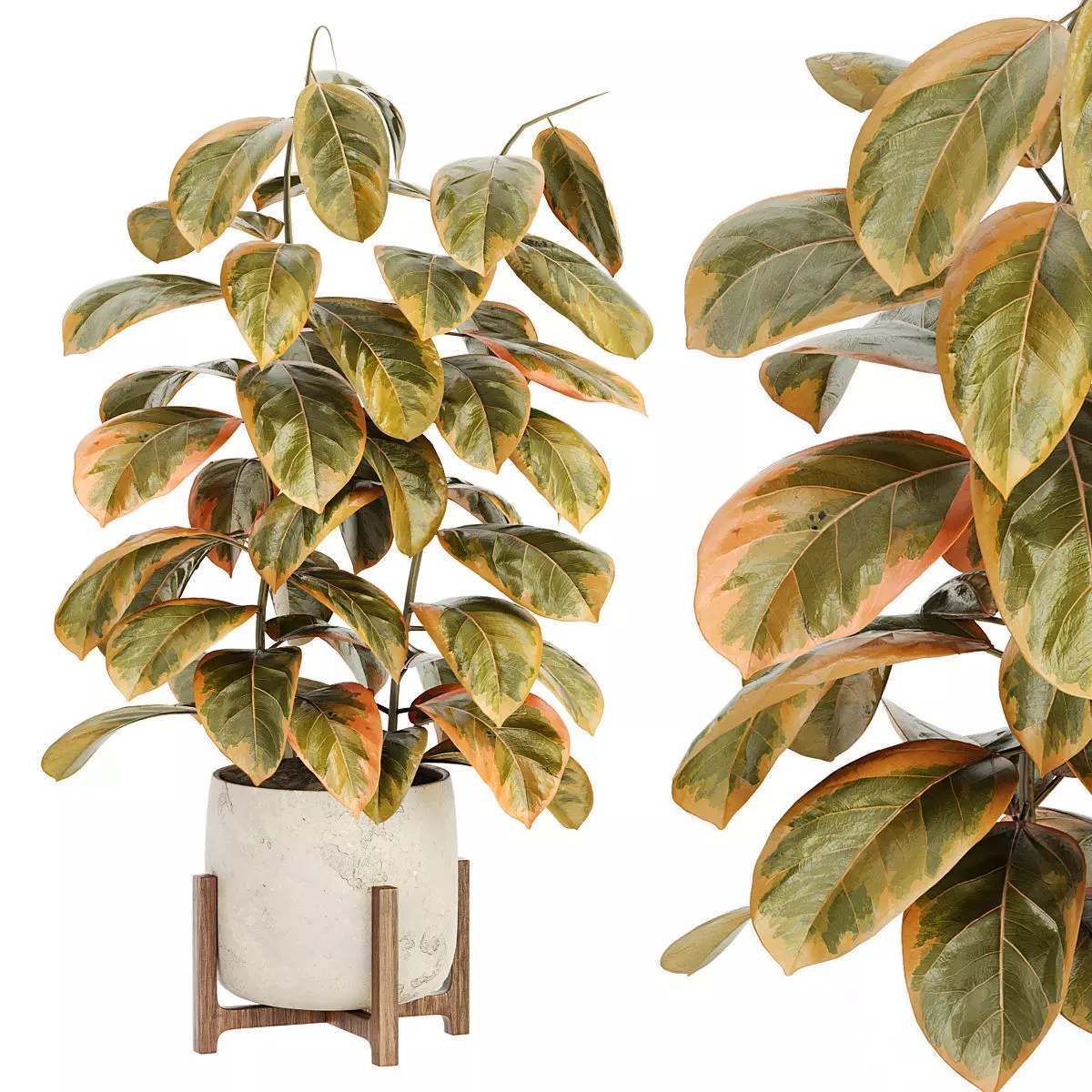 Indoor Plant Set 099 3D model