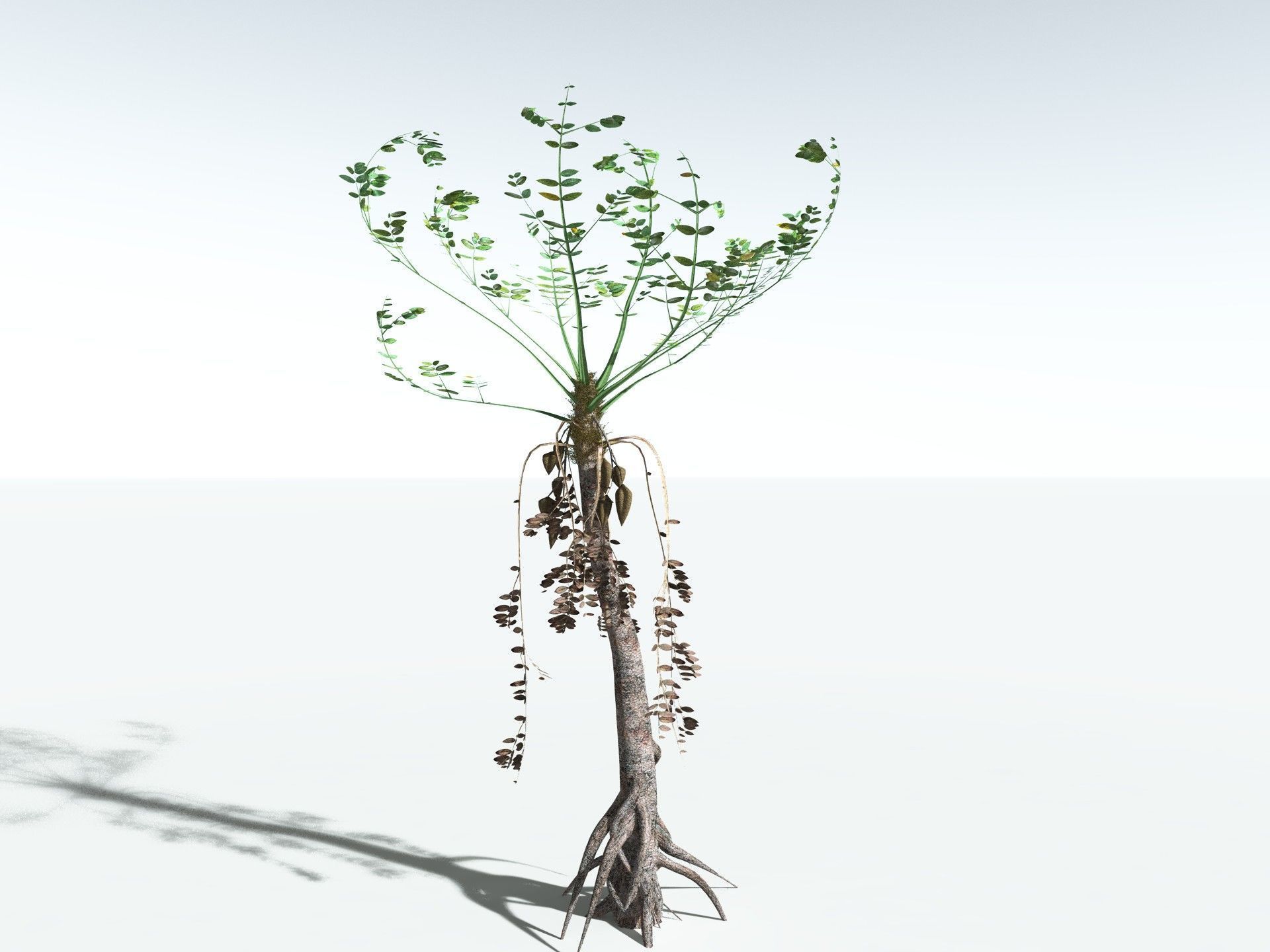 EVERYPlant Medullosa Noei LowPoly Low-poly 3D model_6