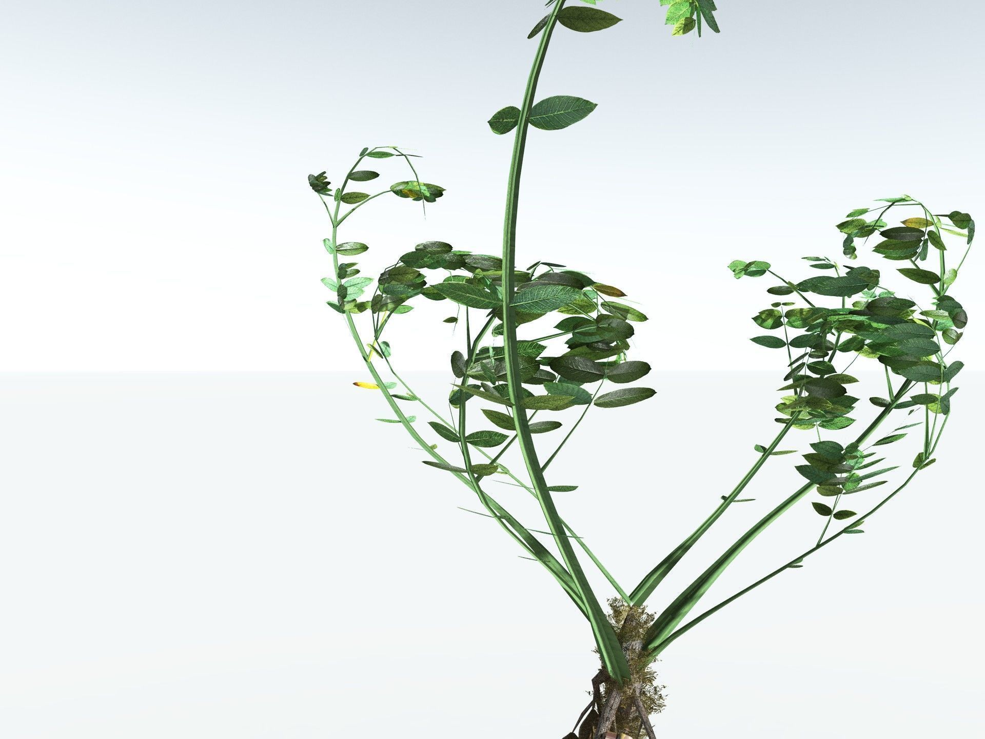 EVERYPlant Medullosa Noei LowPoly Low-poly 3D model_23