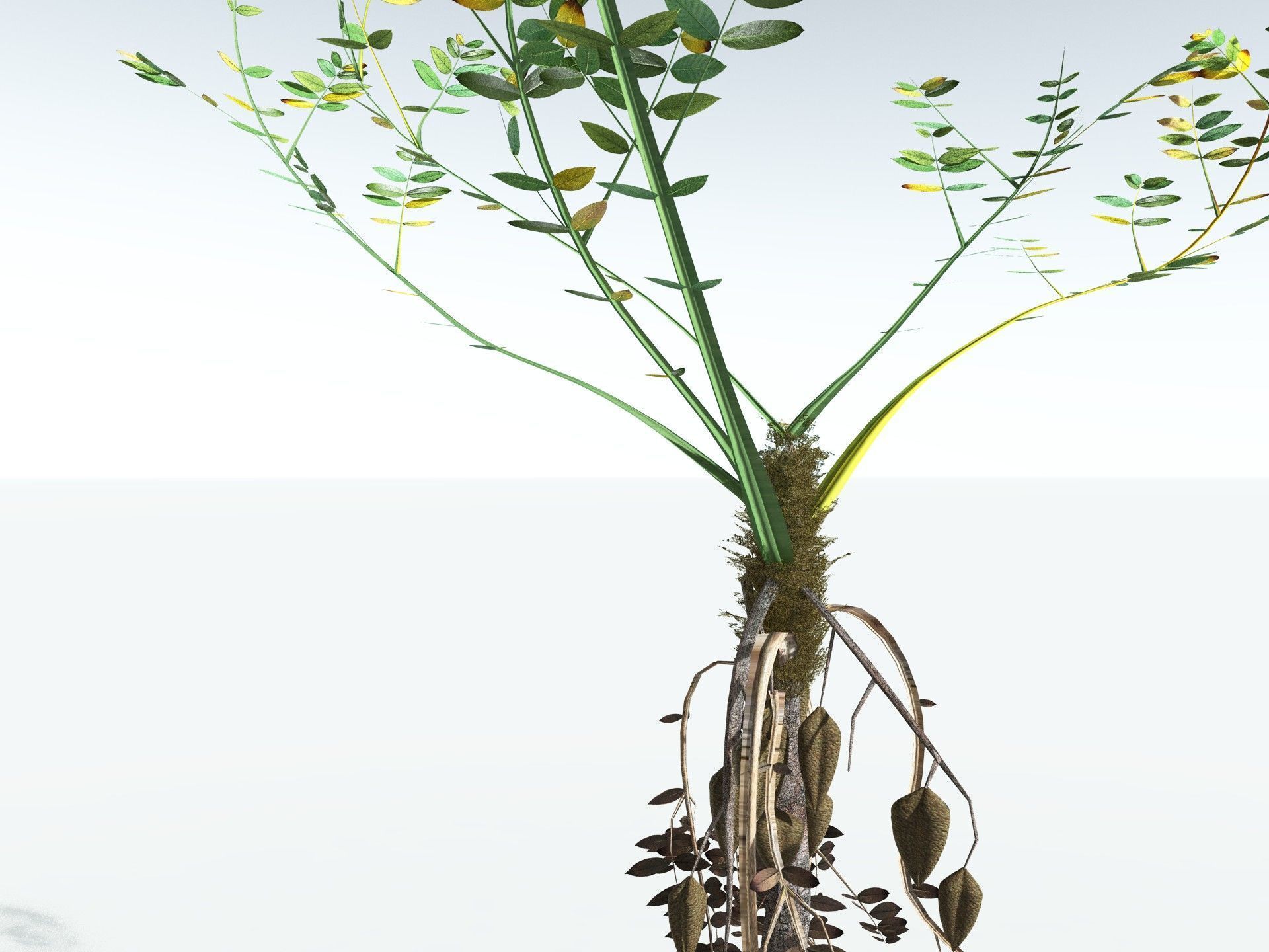 EVERYPlant Medullosa Noei LowPoly Low-poly 3D model_13