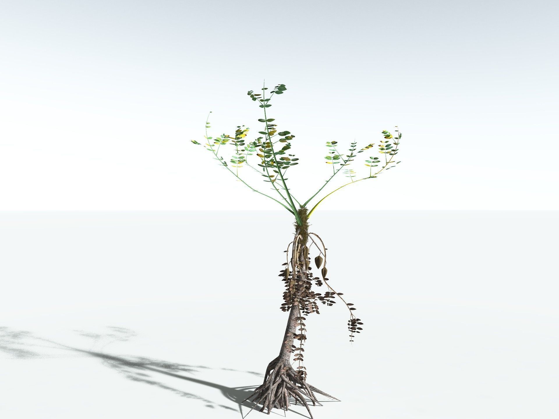 EVERYPlant Medullosa Noei LowPoly Low-poly 3D model_12