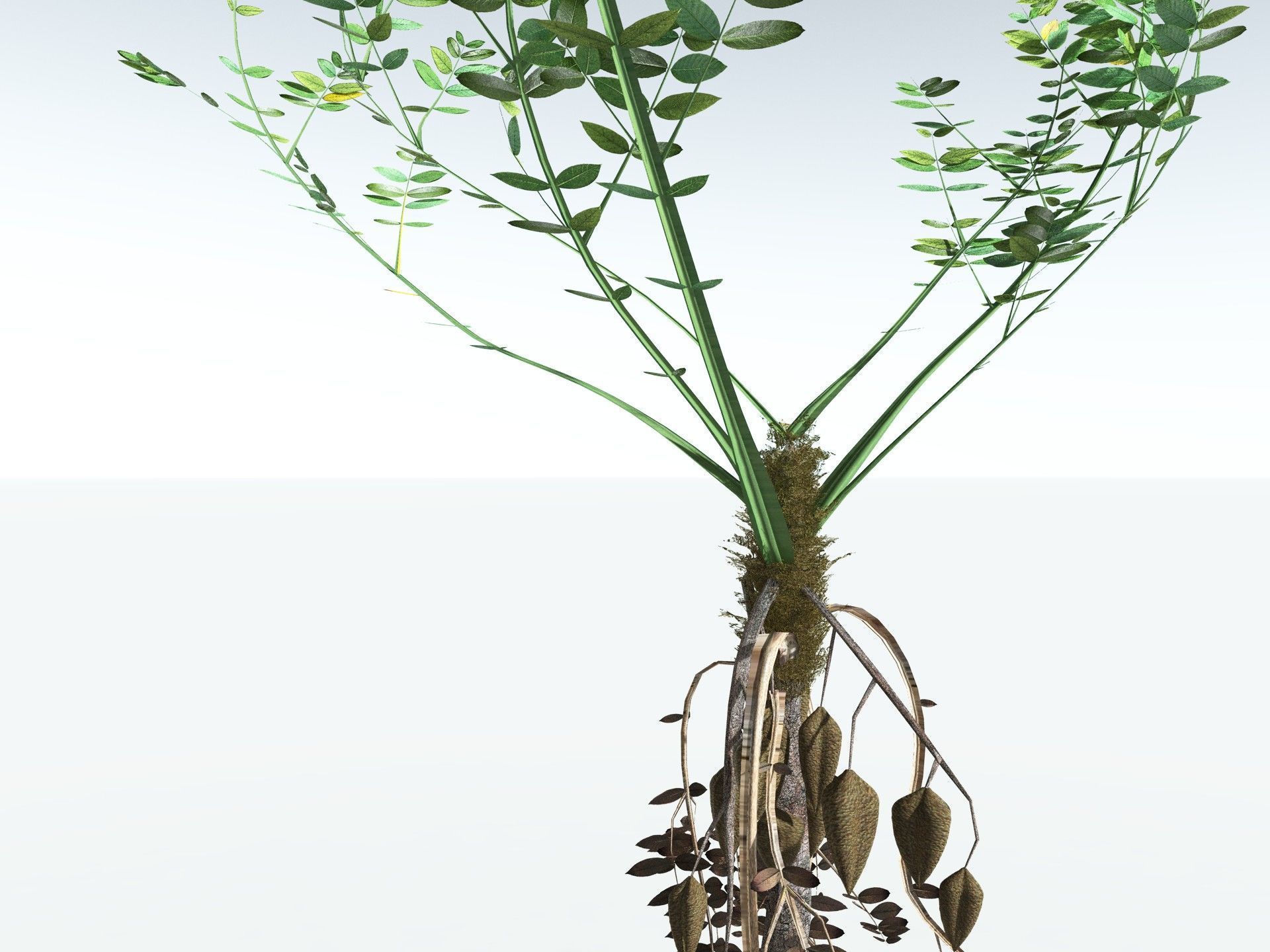 EVERYPlant Medullosa Noei LowPoly Low-poly 3D model_3