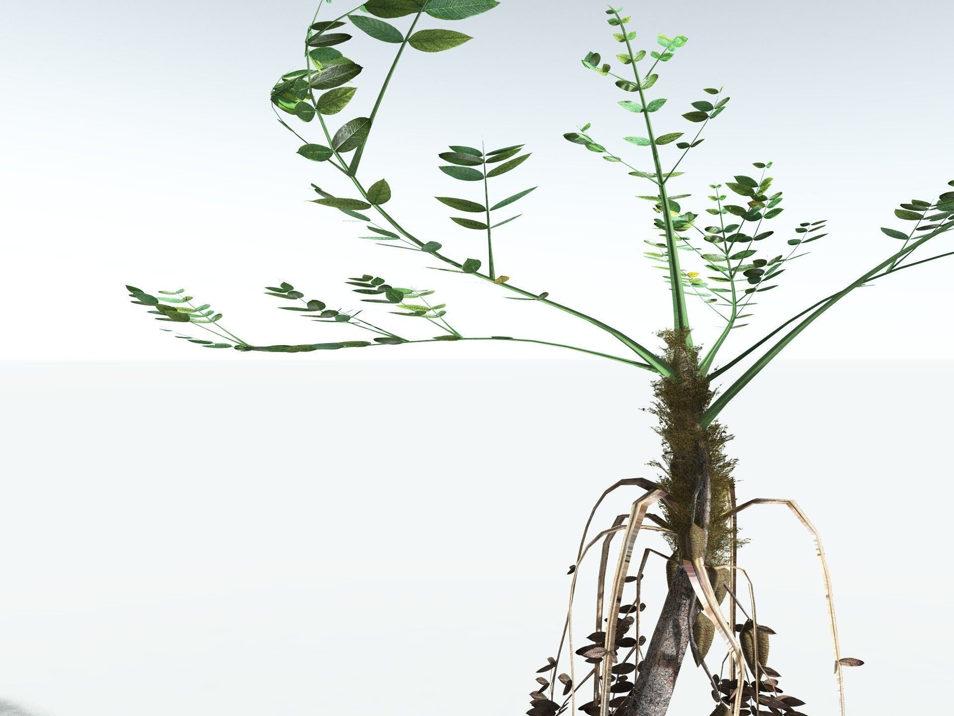 EVERYPlant Medullosa Noei LowPoly Low-poly 3D model_1