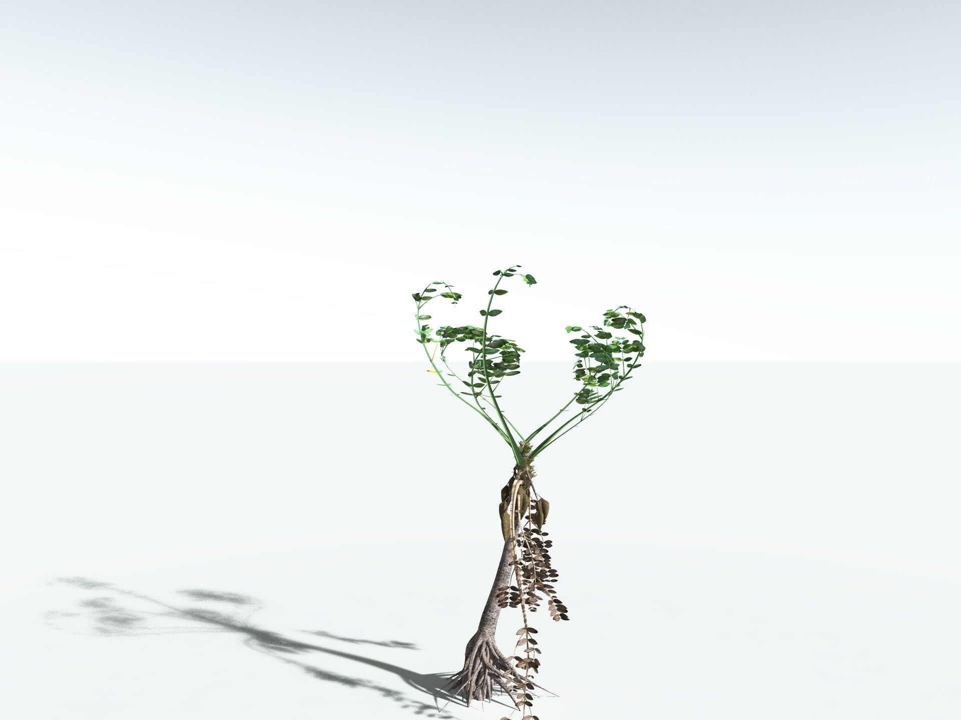 EVERYPlant Medullosa Noei LowPoly Low-poly 3D model_22