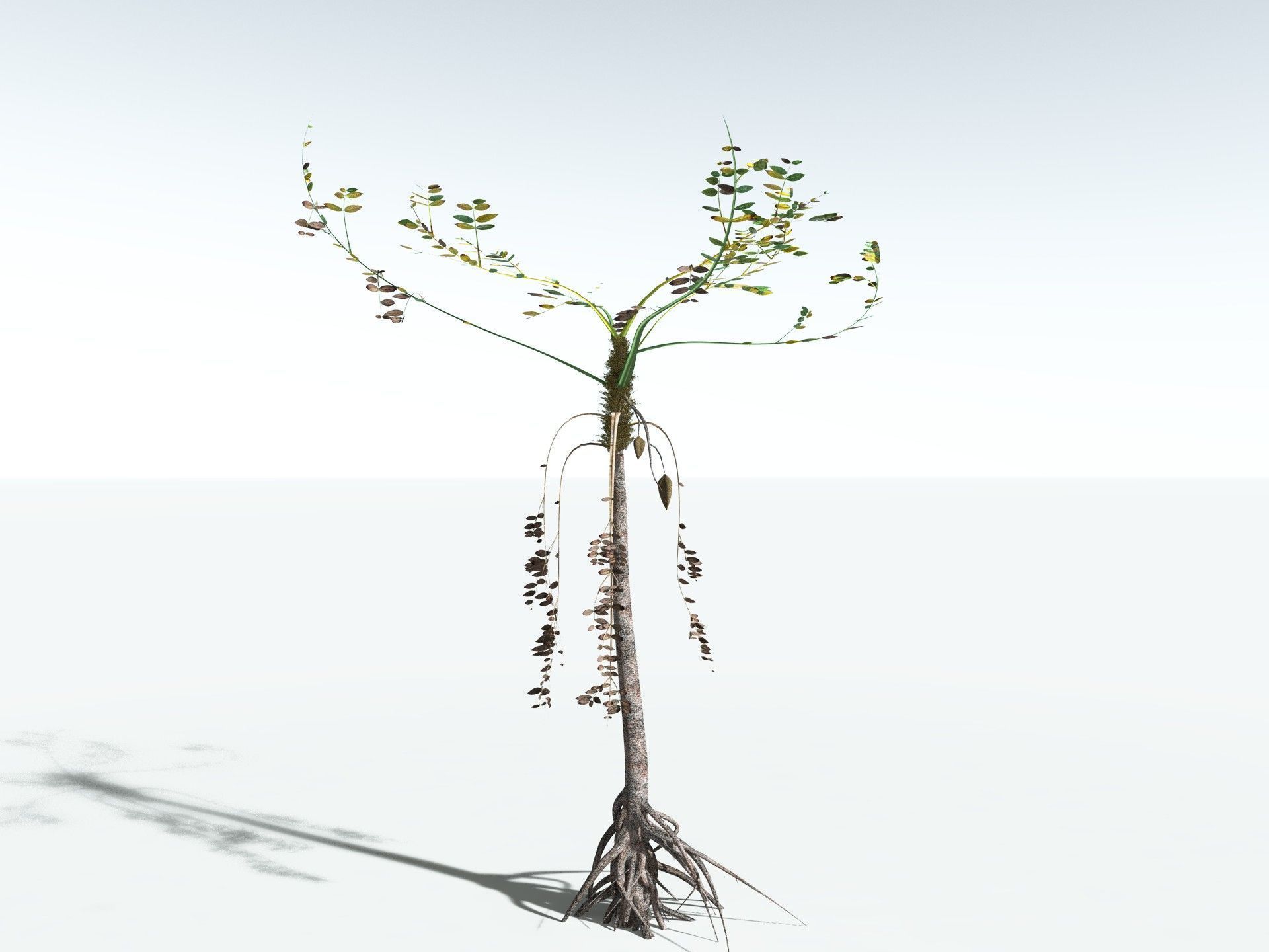 EVERYPlant Medullosa Noei LowPoly Low-poly 3D model_14