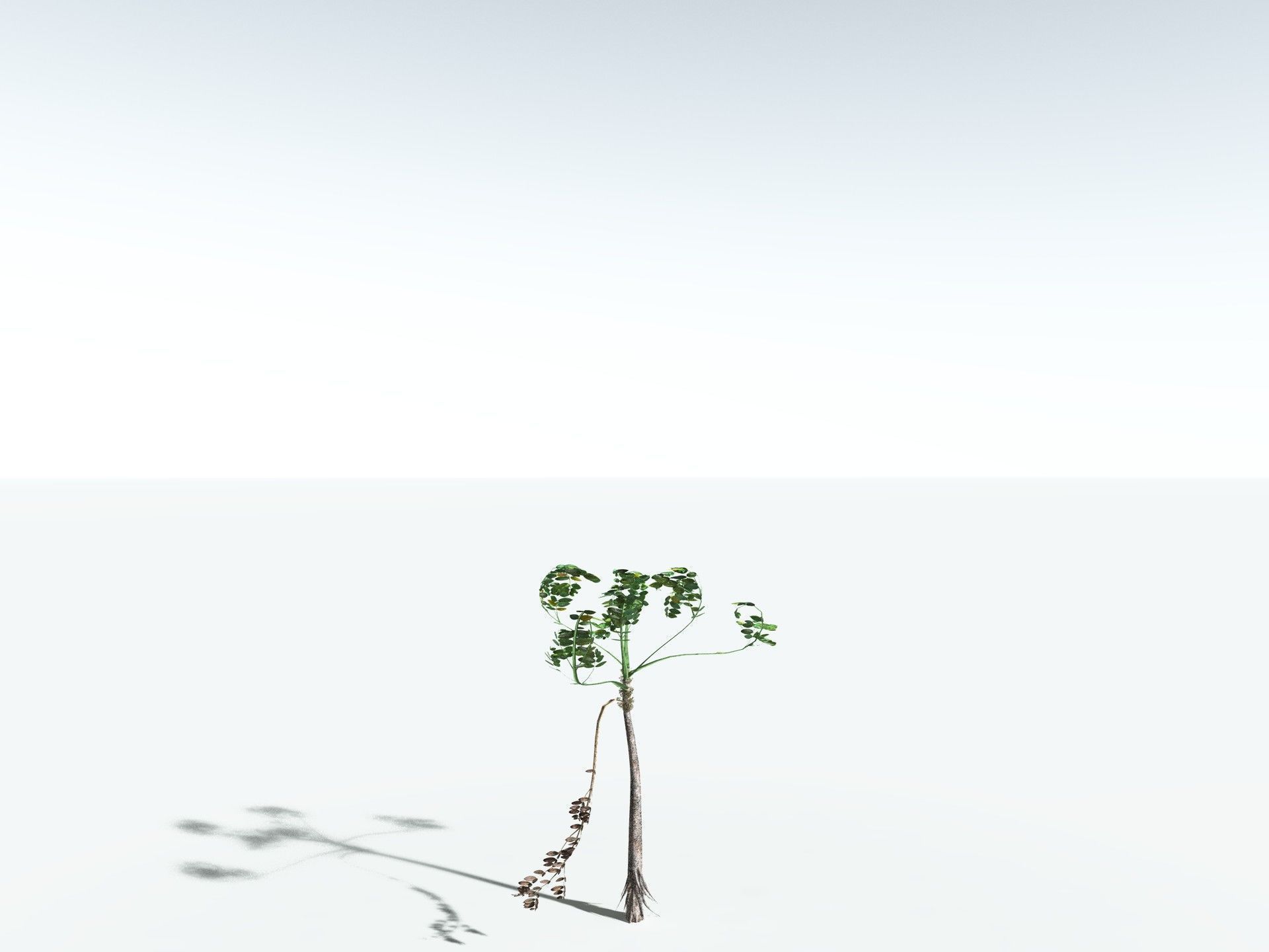 EVERYPlant Medullosa Noei LowPoly Low-poly 3D model_24