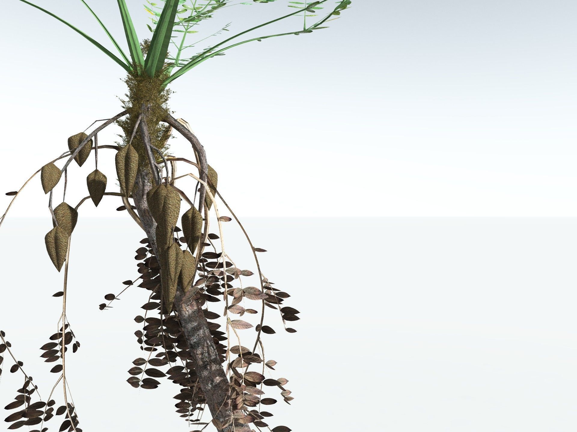 EVERYPlant Medullosa Noei LowPoly Low-poly 3D model_9