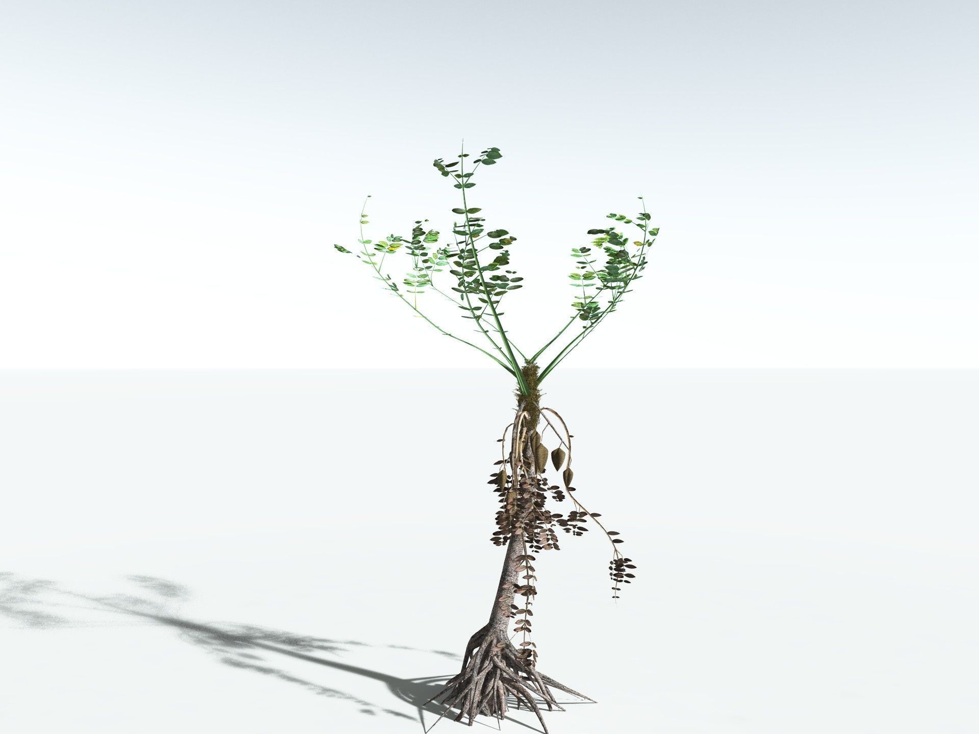 EVERYPlant Medullosa Noei LowPoly Low-poly 3D model_2