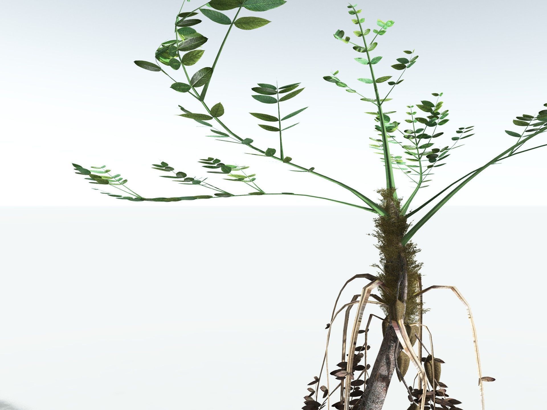 EVERYPlant Medullosa Noei LowPoly Low-poly 3D model_11