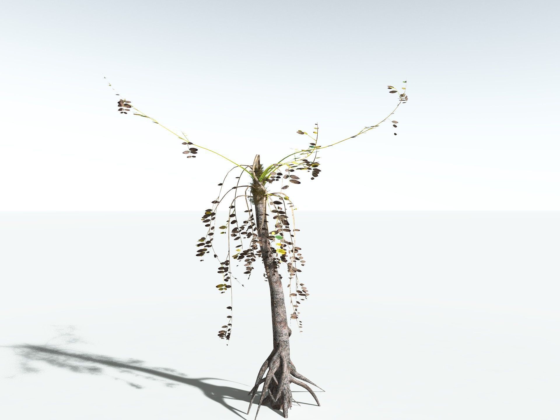 EVERYPlant Medullosa Noei LowPoly Low-poly 3D model_16