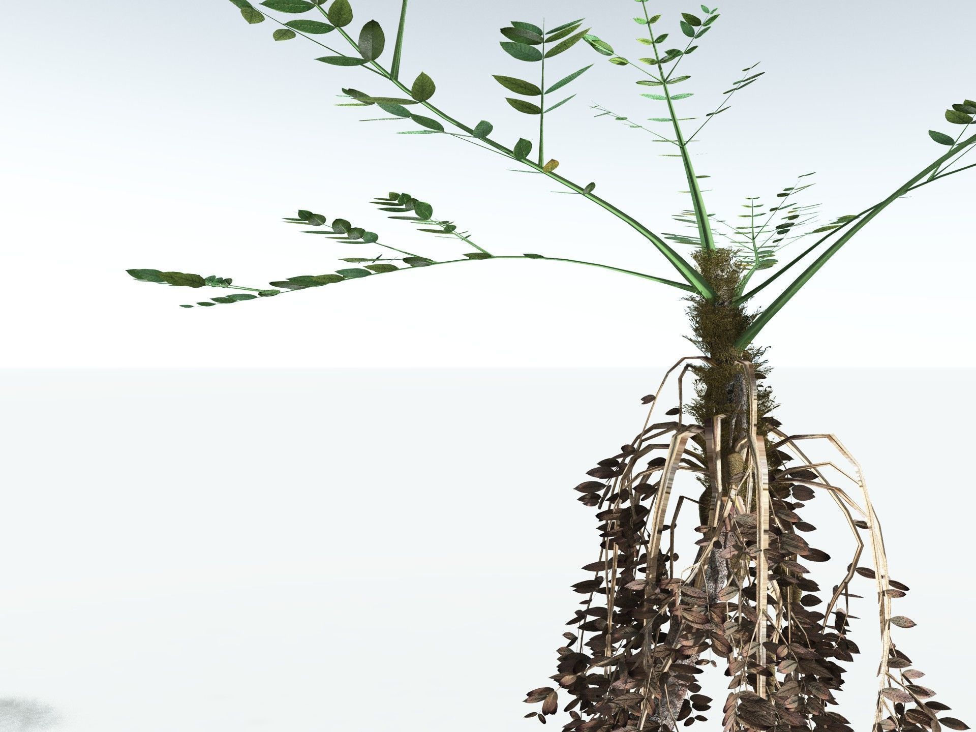 EVERYPlant Medullosa Noei LowPoly Low-poly 3D model_21