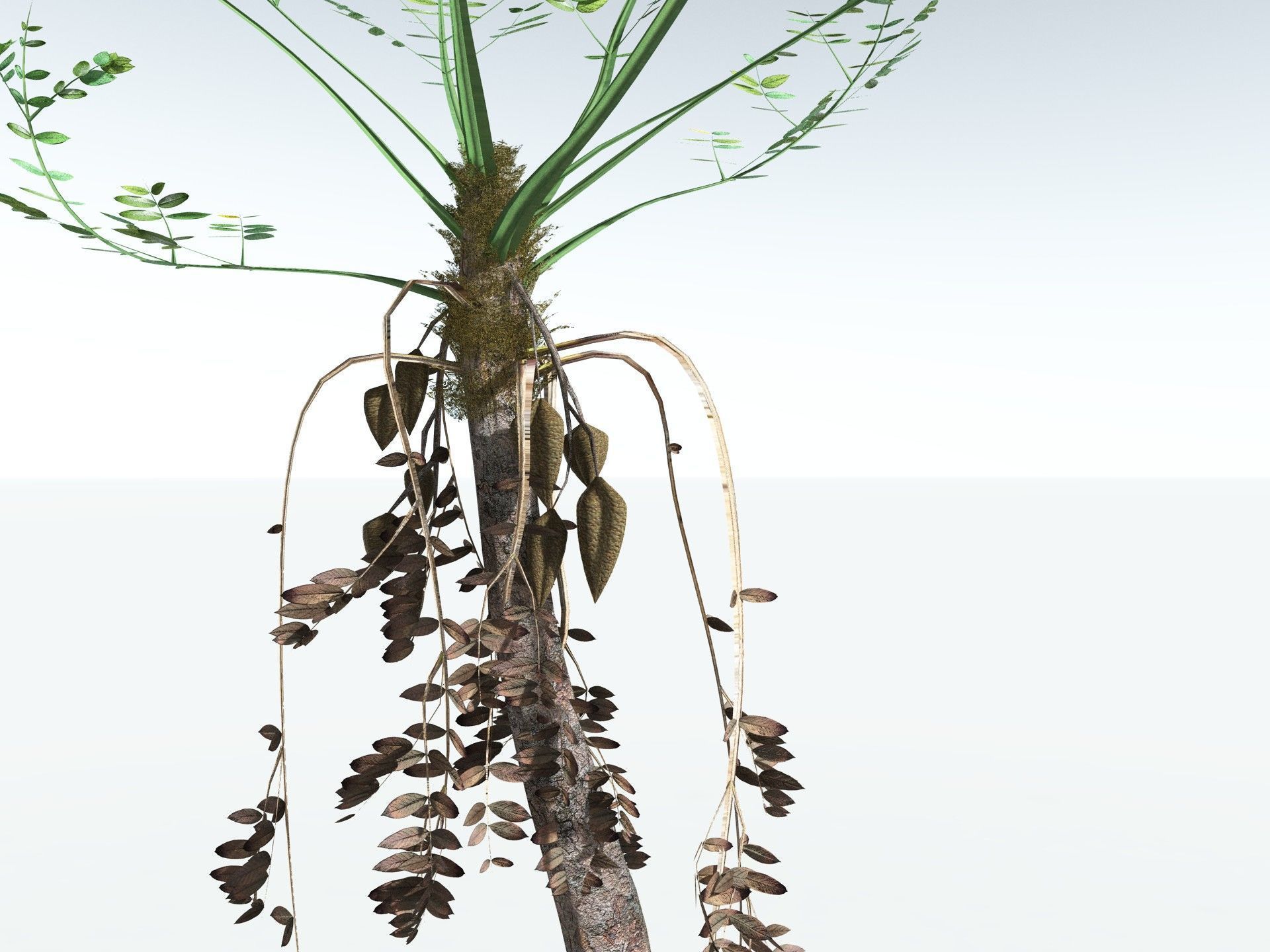 EVERYPlant Medullosa Noei LowPoly Low-poly 3D model_7