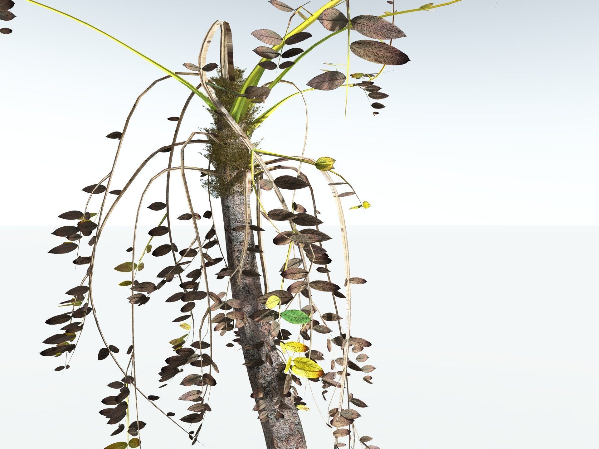 EVERYPlant Medullosa Noei LowPoly Low-poly 3D model_17