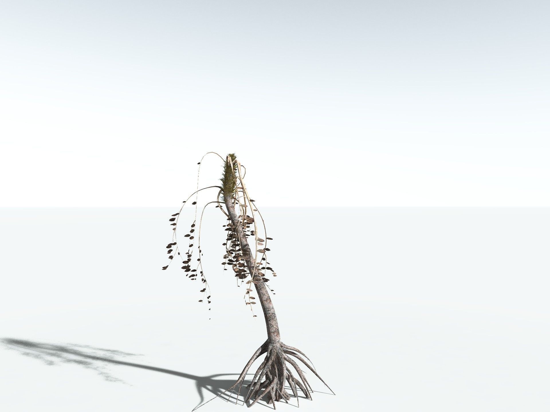 EVERYPlant Medullosa Noei LowPoly Low-poly 3D model_18