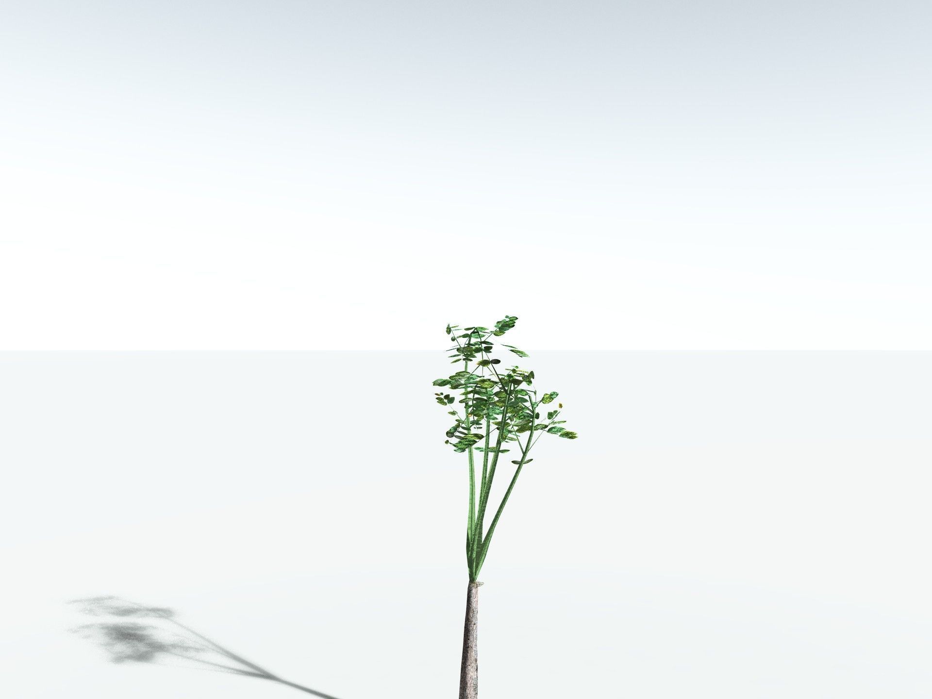 EVERYPlant Medullosa Noei LowPoly Low-poly 3D model_27