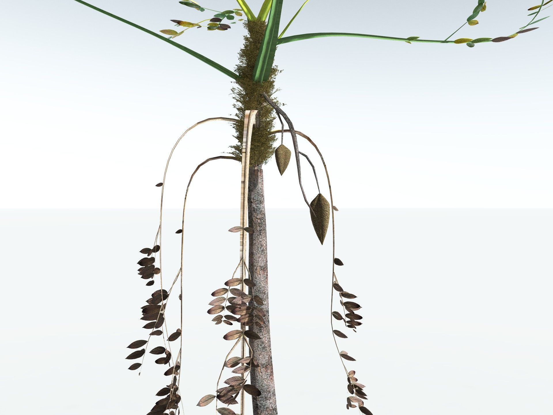 EVERYPlant Medullosa Noei LowPoly Low-poly 3D model_15