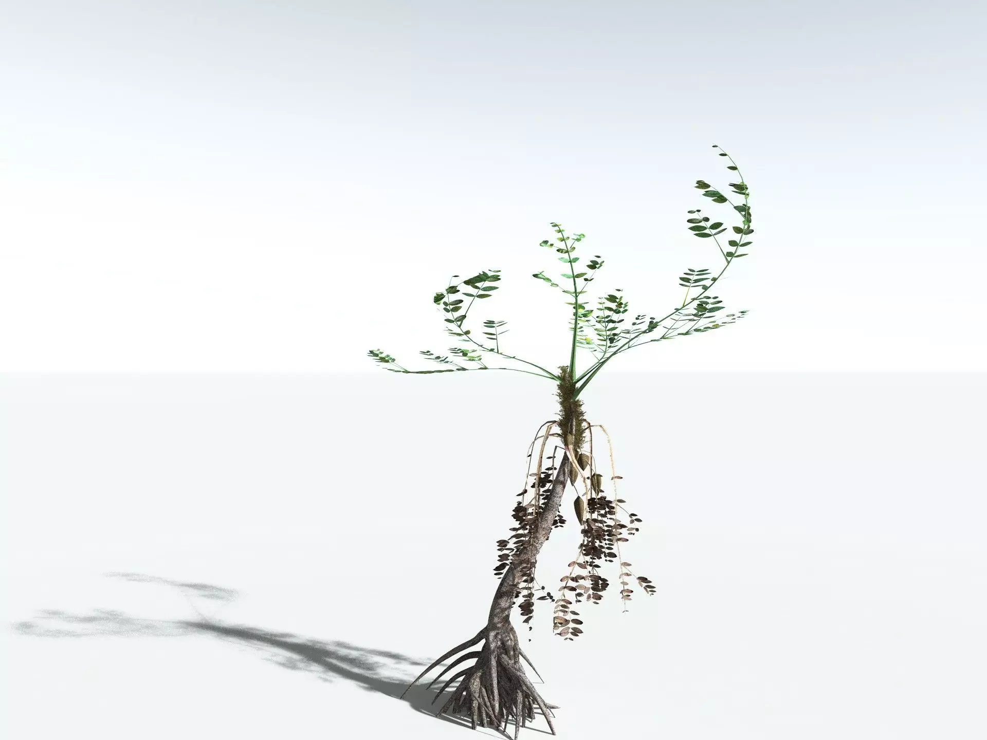 EVERYPlant Medullosa Noei LowPoly Low-poly 3D model_0