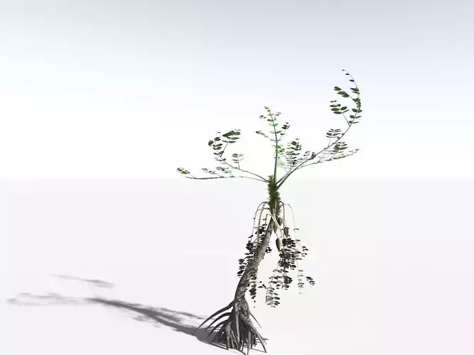 EVERYPlant Medullosa Noei LowPoly Low-poly 3D model EVERYPlant Medullosa Noei LowPoly Low-poly 3D model