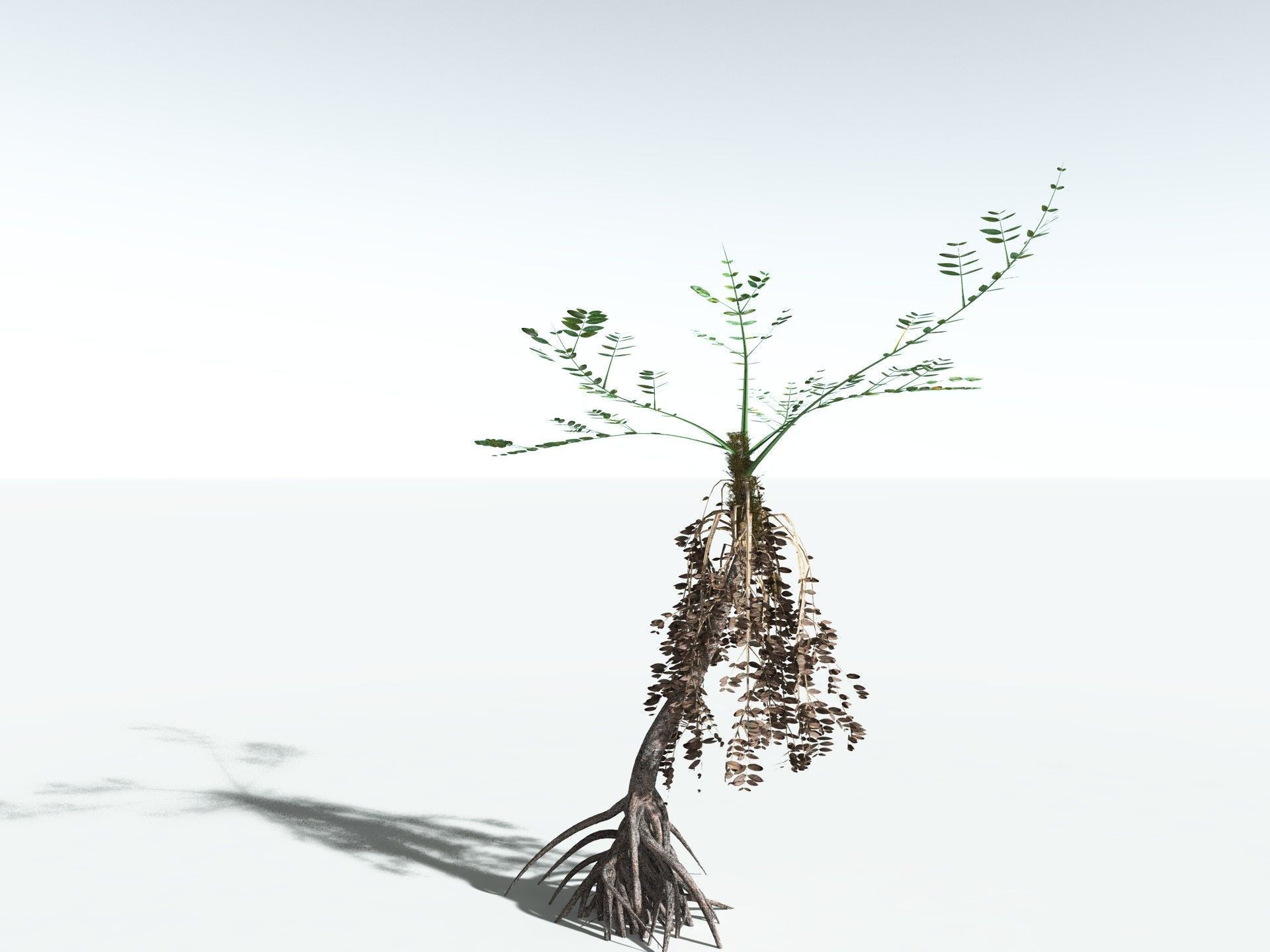 EVERYPlant Medullosa Noei LowPoly Low-poly 3D model_20