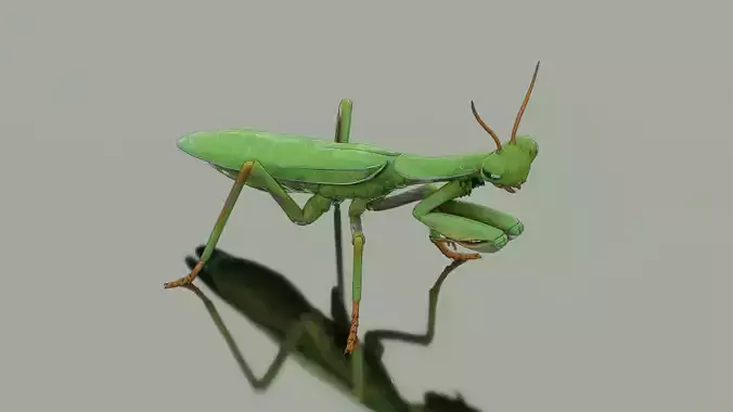 Mantis