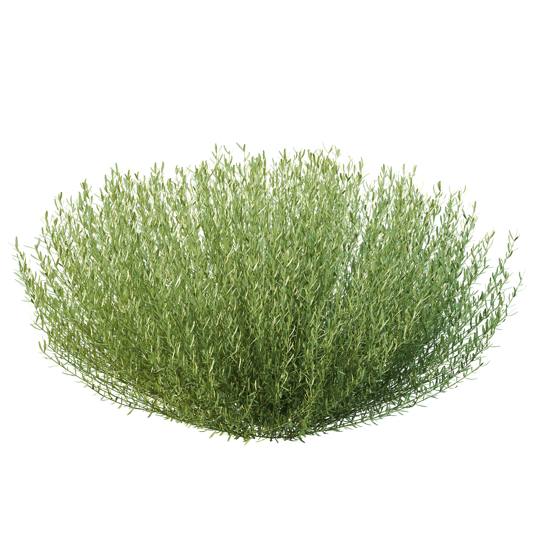 plant bush Lavandula pedunculata 03 3D model_3