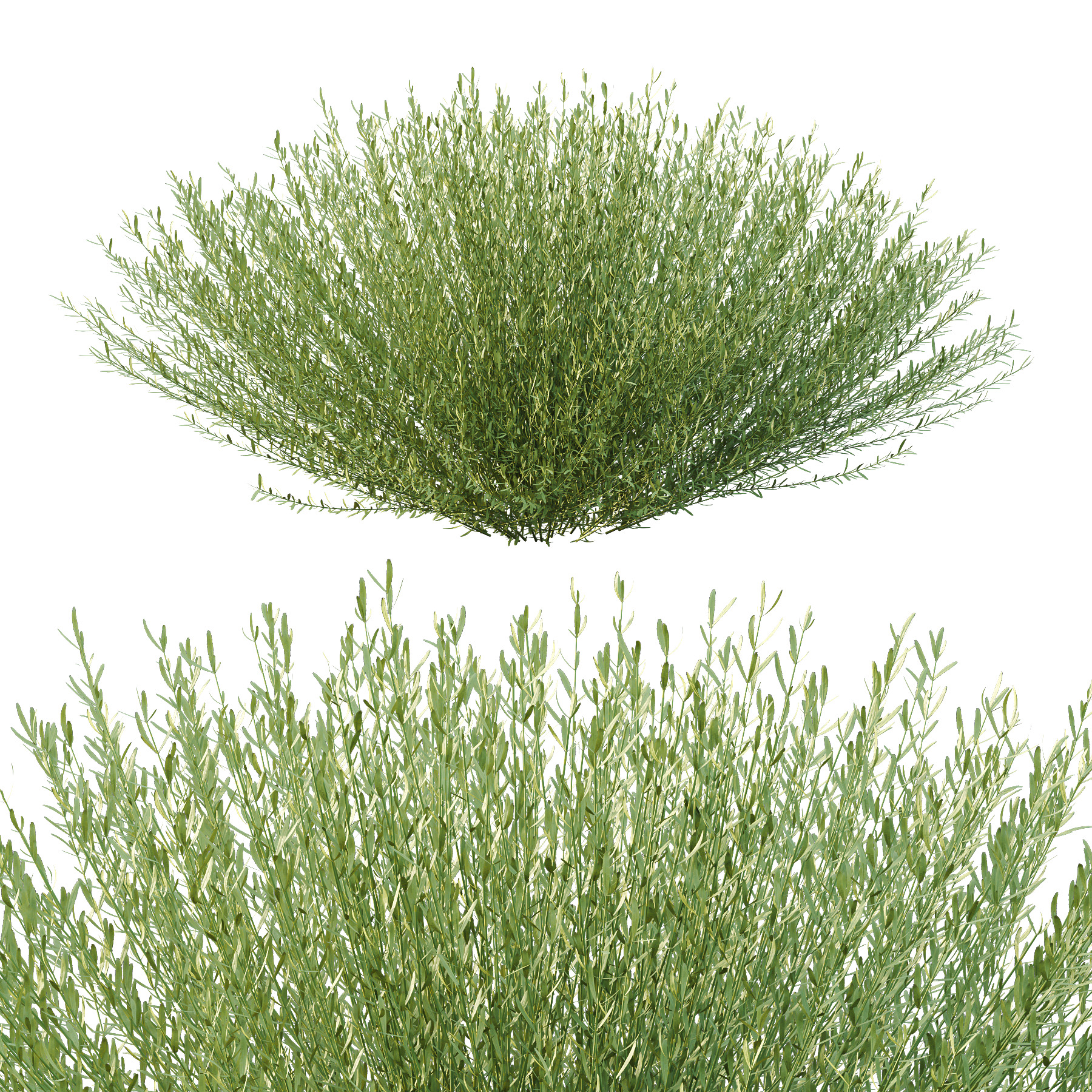plant bush Lavandula pedunculata 03 3D model_2