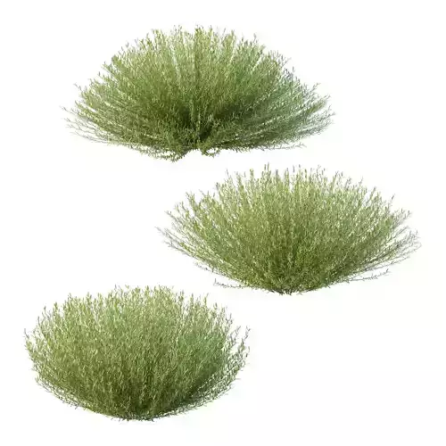 plant bush Lavandula pedunculata 03 3D model